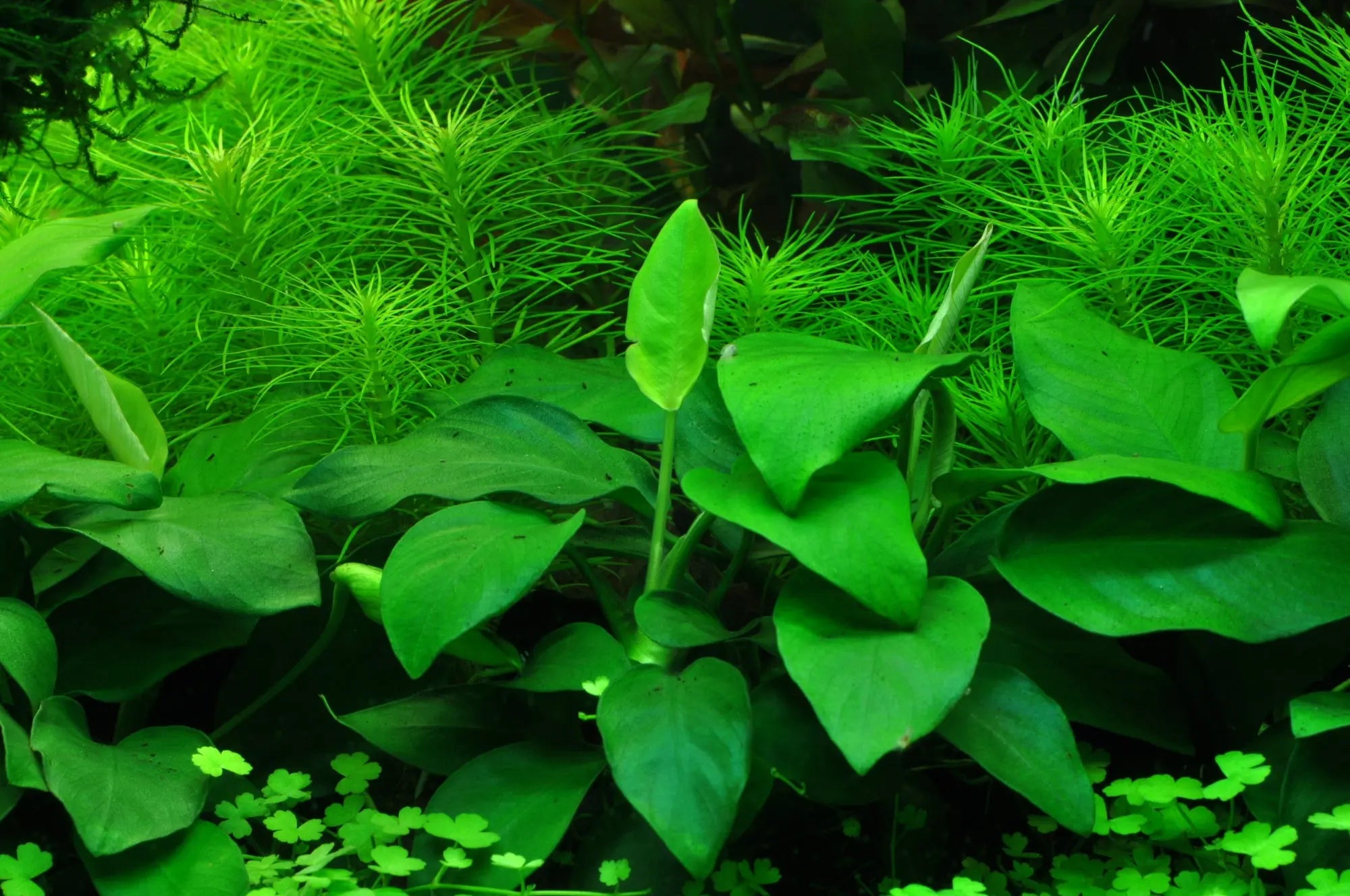 Which-plant-is-best-for-aquarium Aqua Essentials
