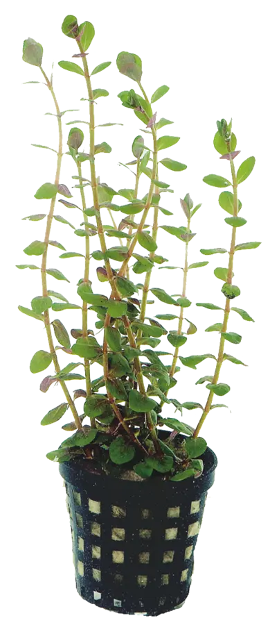 Rotala rotundifolia - a super mid to background aquarium plant - Aqua