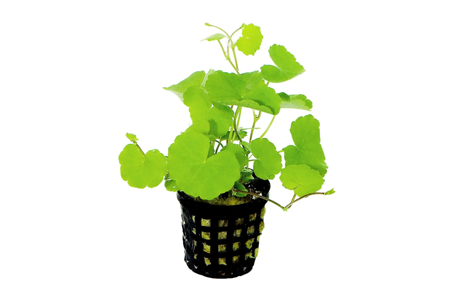 You-can-definitely-grow-this-aquatic-plant... Aqua Essentials