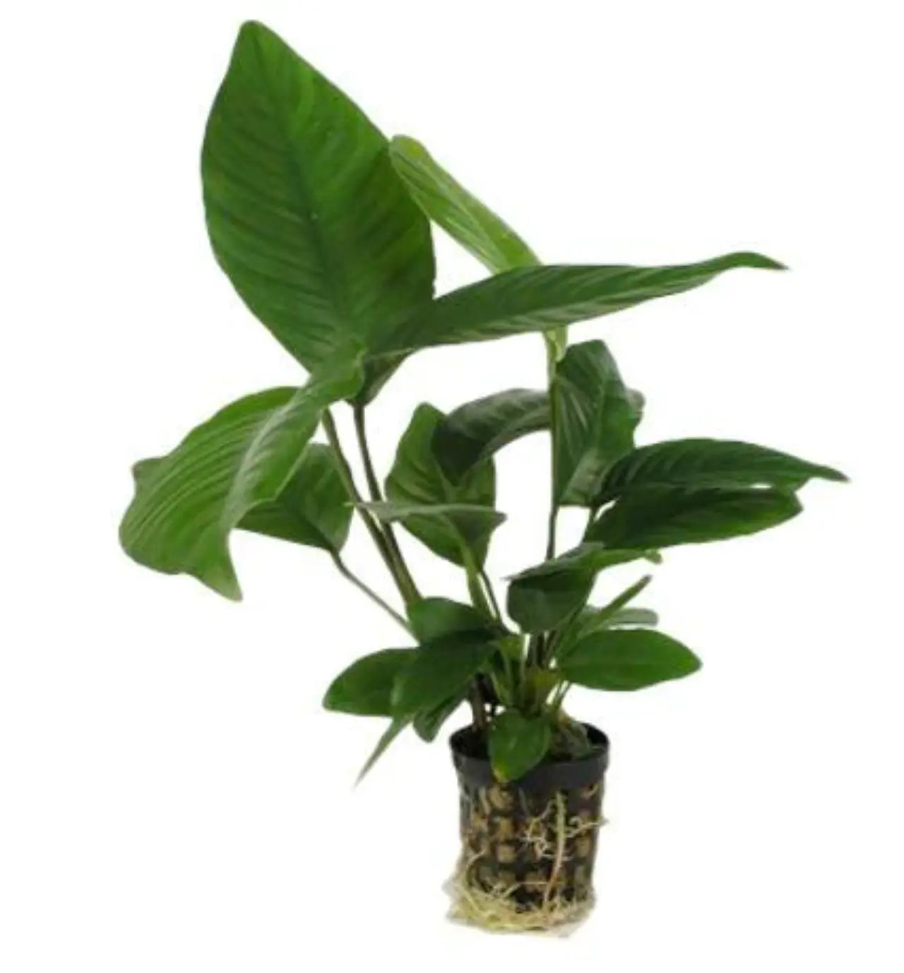 Anubias-are-easy-right-If-you-struggle-read-on... Aqua Essentials