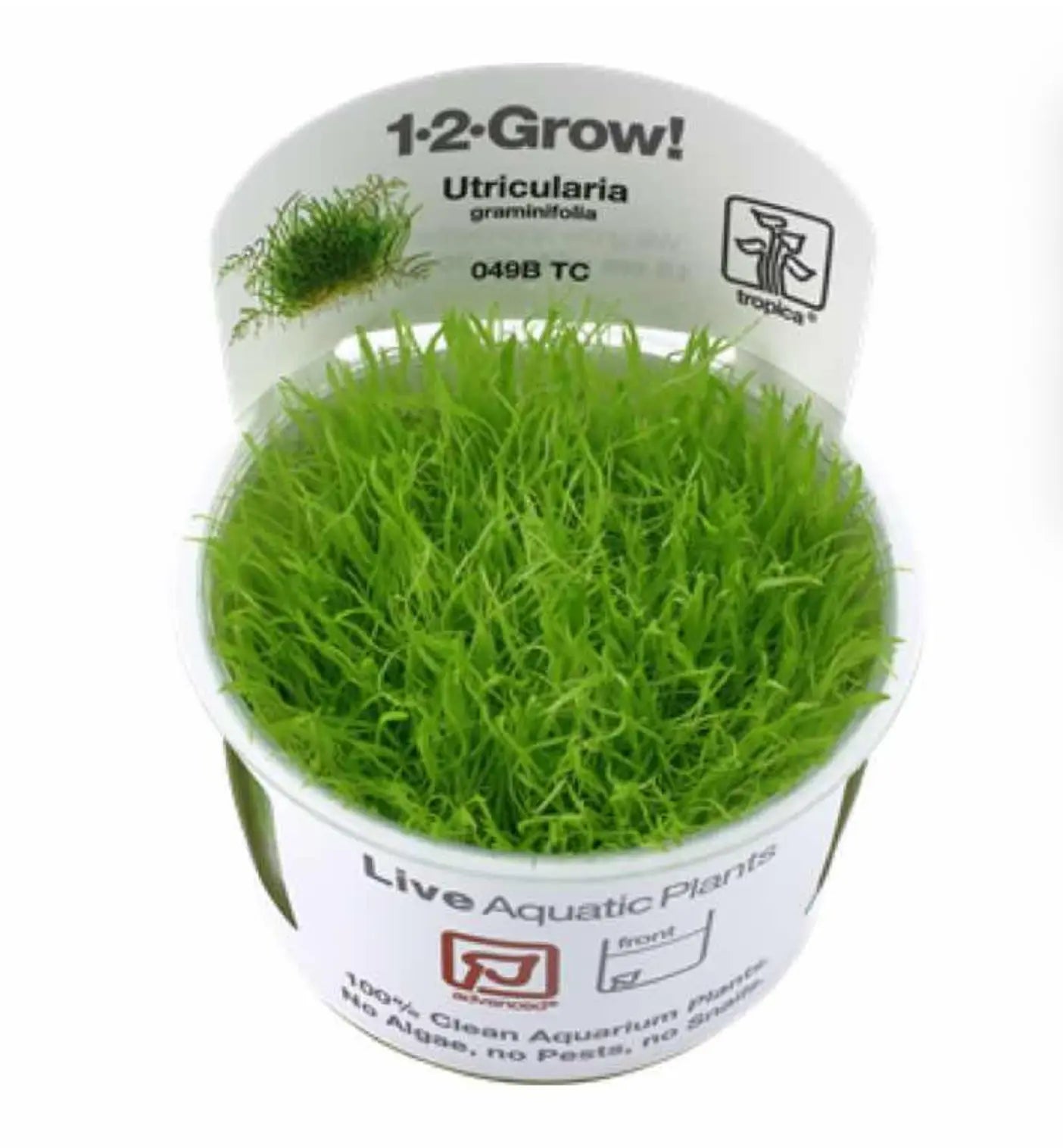 Can Tropica 1-2 grow plants stay in pot indefinitely? - Aqua