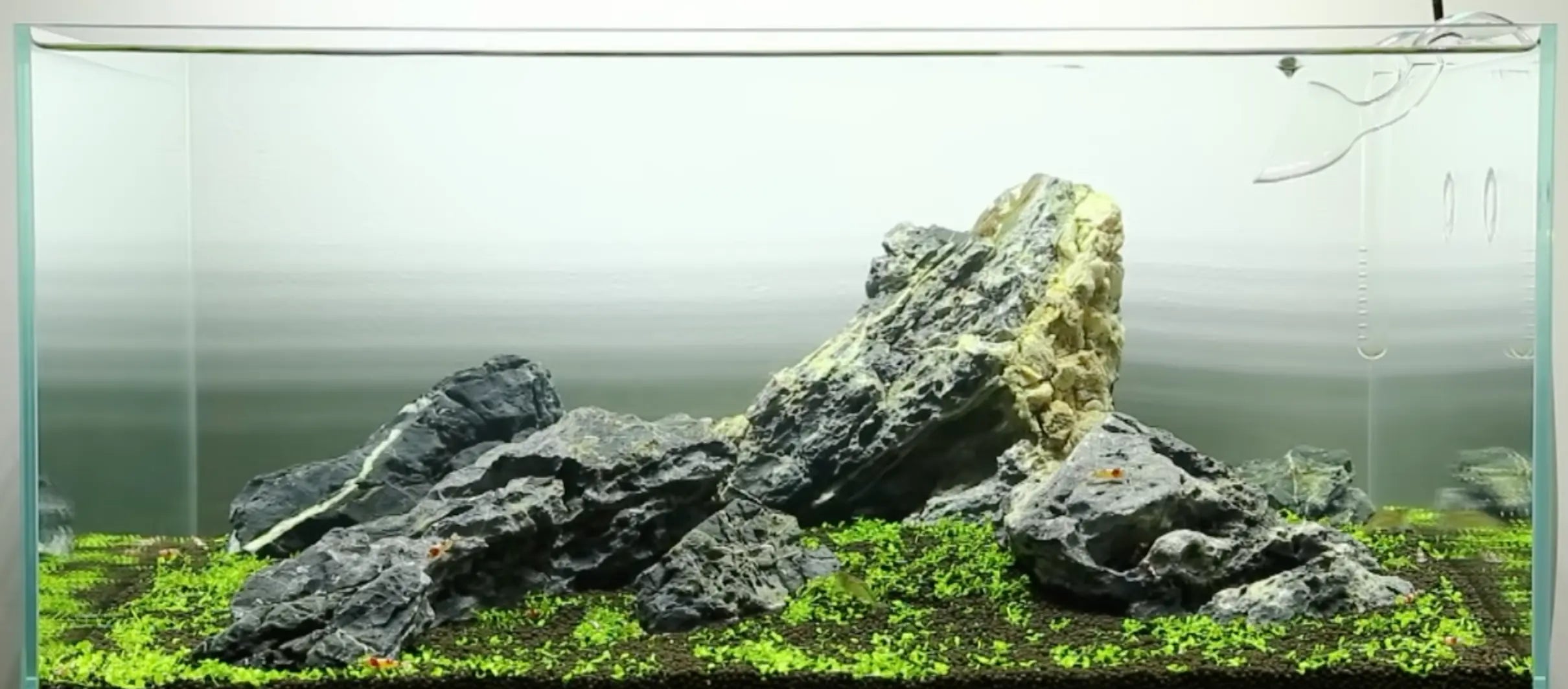 Can-you-plant-a-tank-with-ONE-pot-Here-s-how... Aqua Essentials