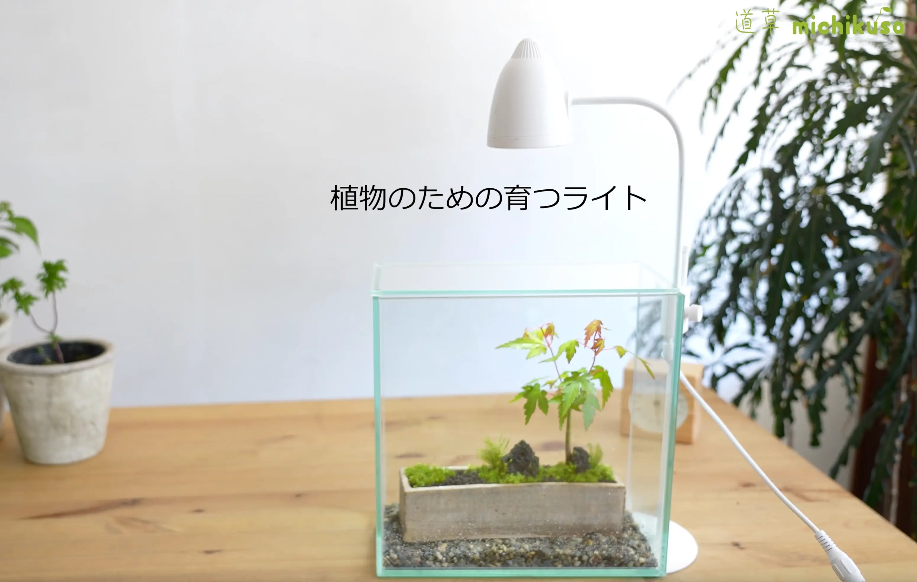 How-to-make-a-closed-terrarium Aqua Essentials