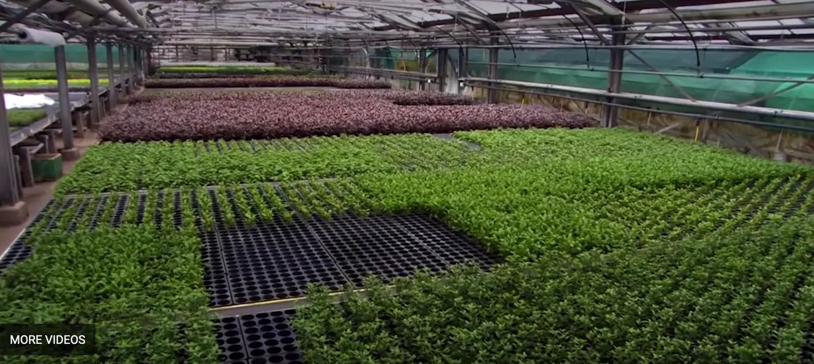 Take-a-Walk-Around-an-Aquarium-Plant-Farm-part-1 Aqua Essentials