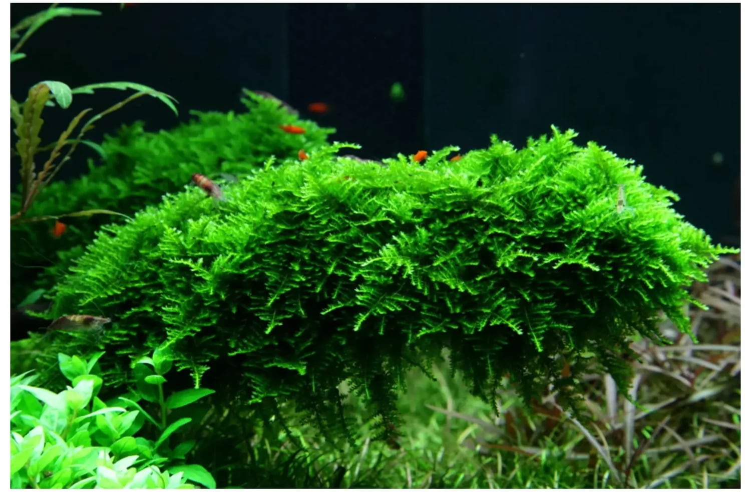 The Best Moss for Planted Aquariums