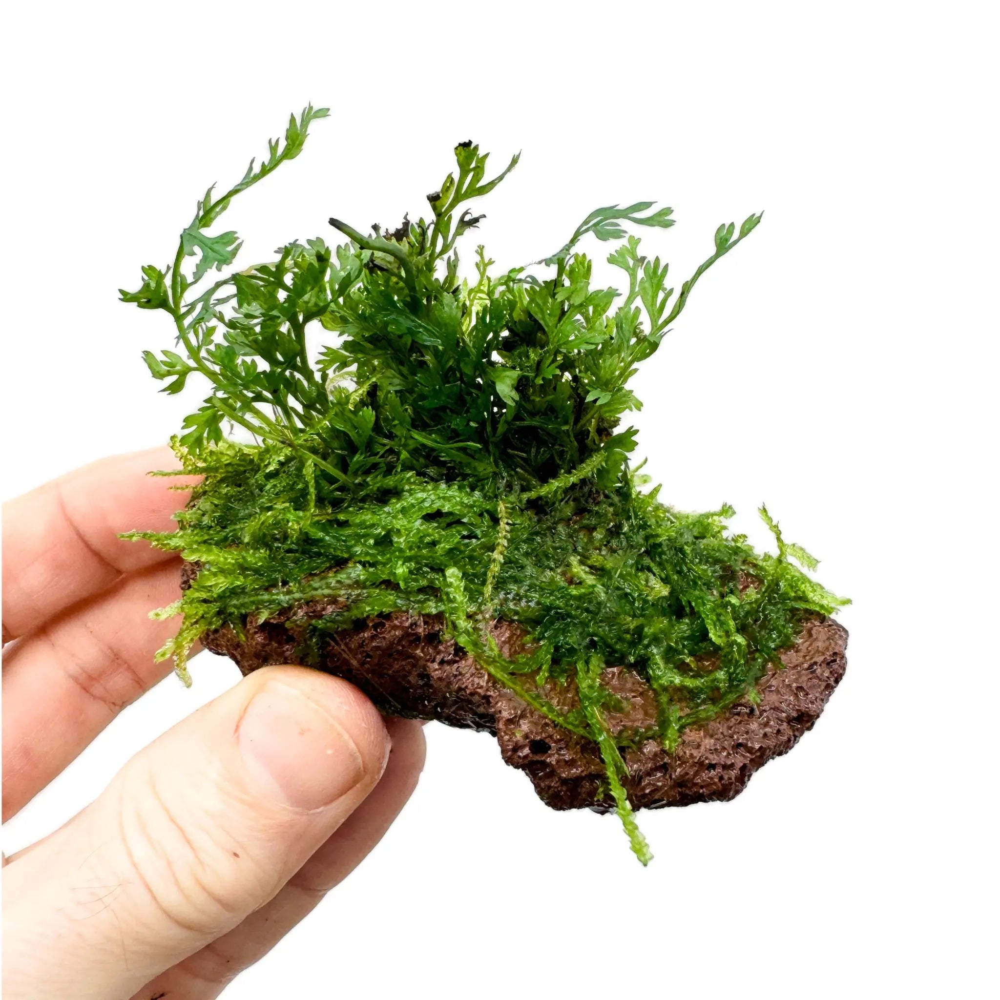 Uncovering the Mysteries of Bolbitus on Mini Lava Rock: A