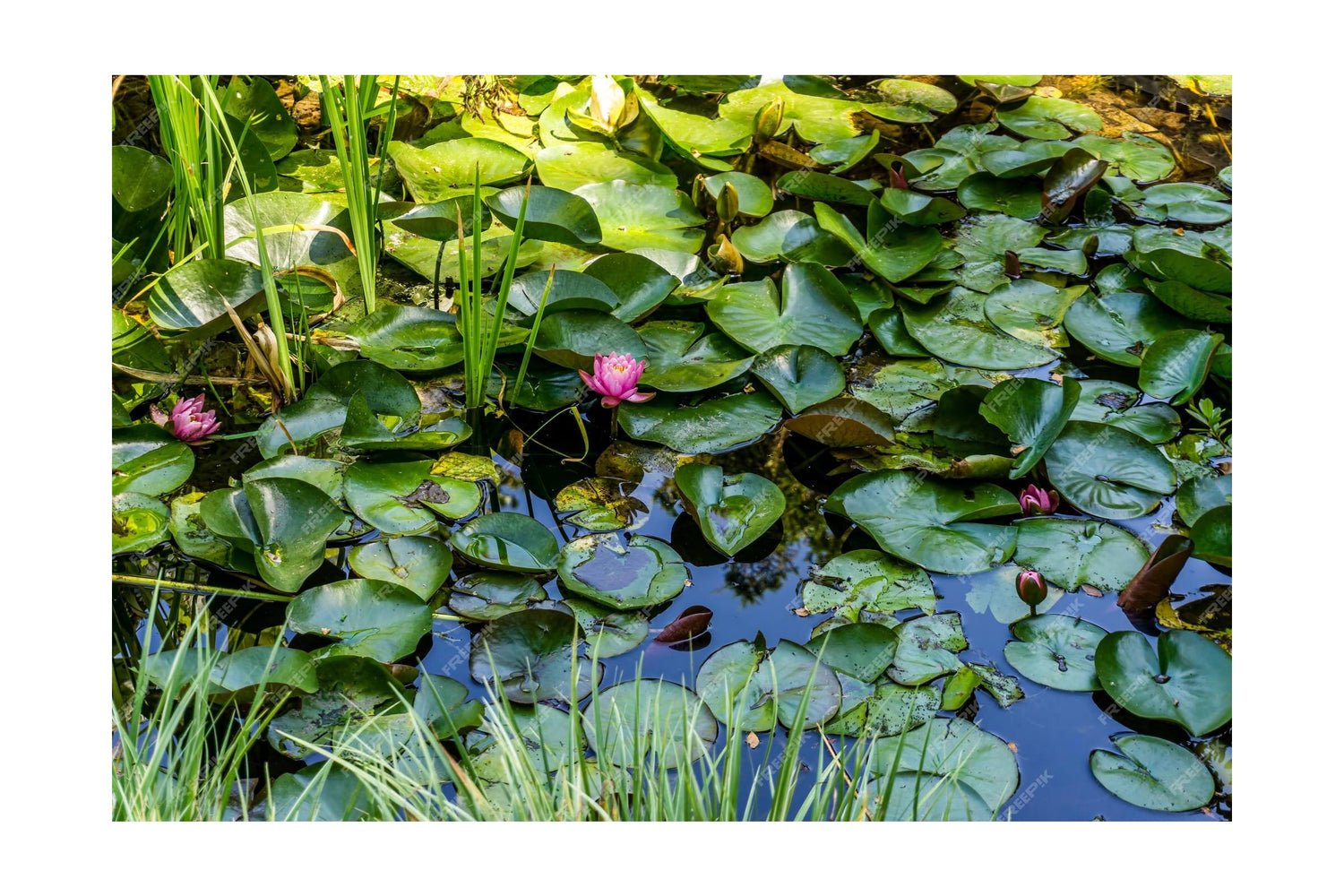 Discover the Most Popular Pond Plants in the UK