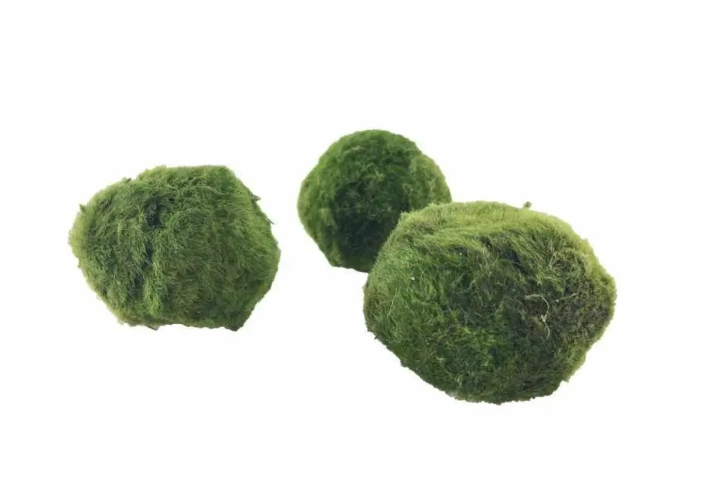 The Essential Guide to Growing and Maintaining Aquarium Moss Balls