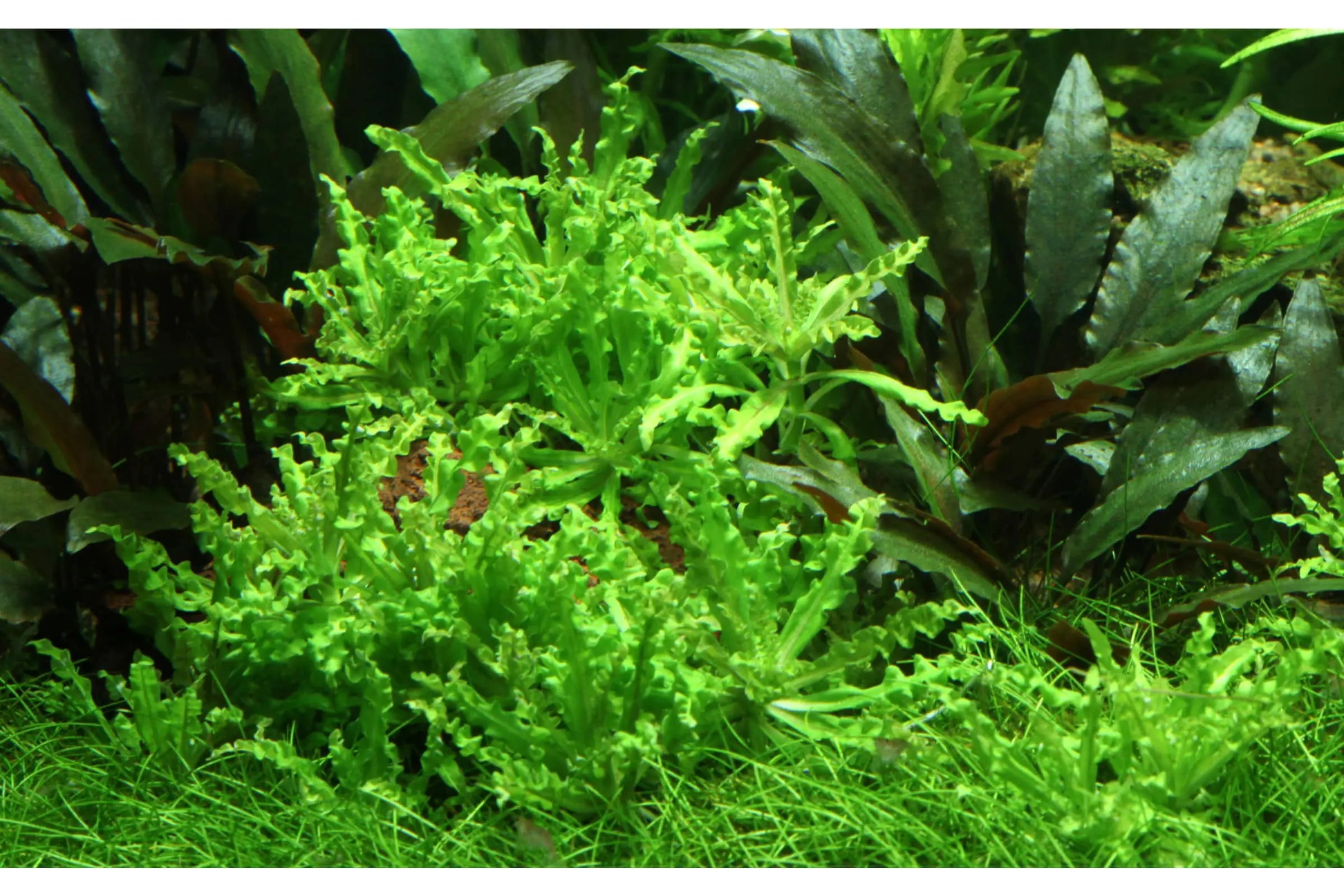 What Are Foreground Aquarium Plants?