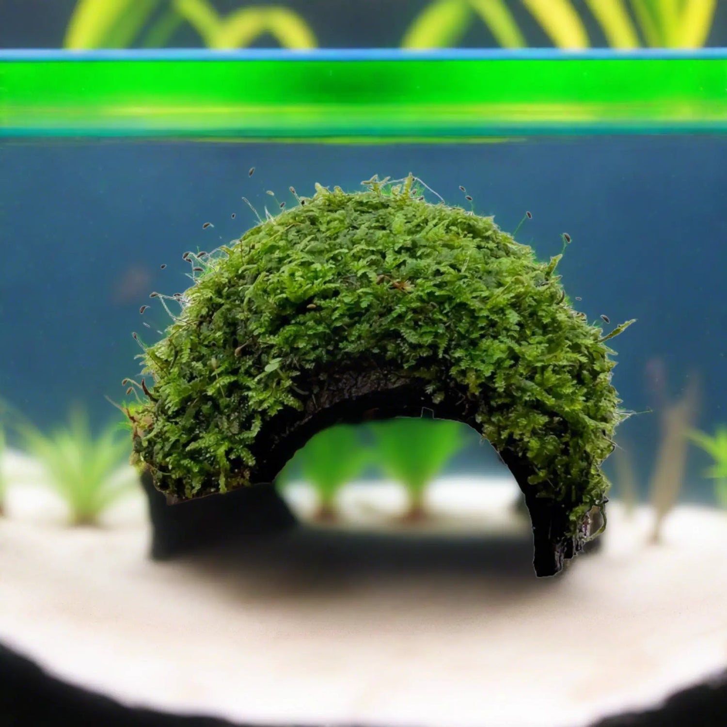 1 Hole Coconut with Moss - adds colour and shelter Aqua Essentials