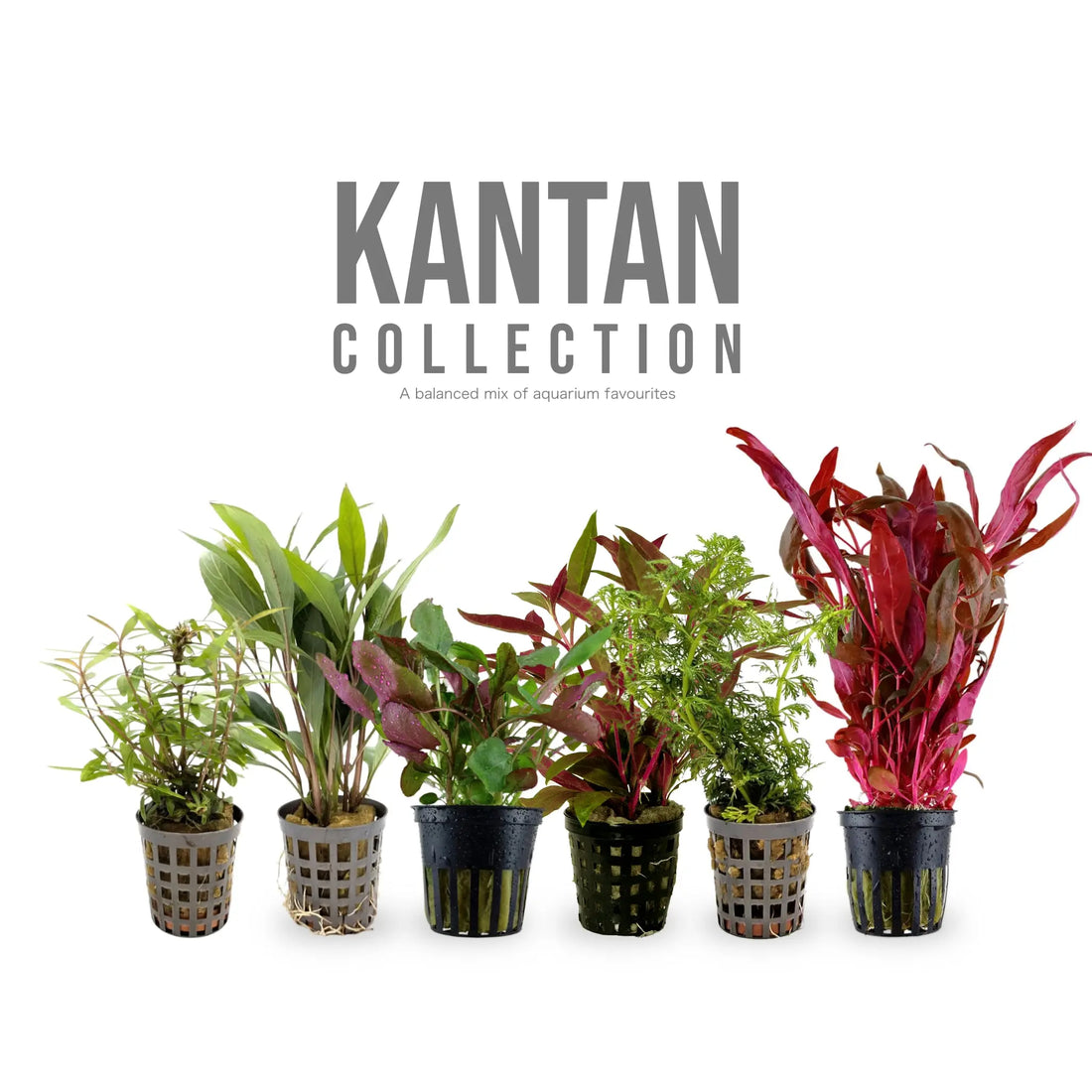 12 Mixed Plant Set - Kantan Collection for Planted Tanks Aqua Essentials