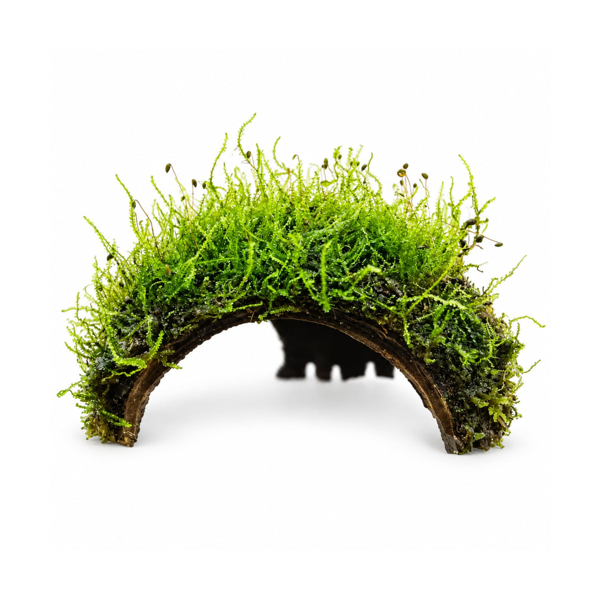 3 Hole Coconut with Moss - adds colour and shelter