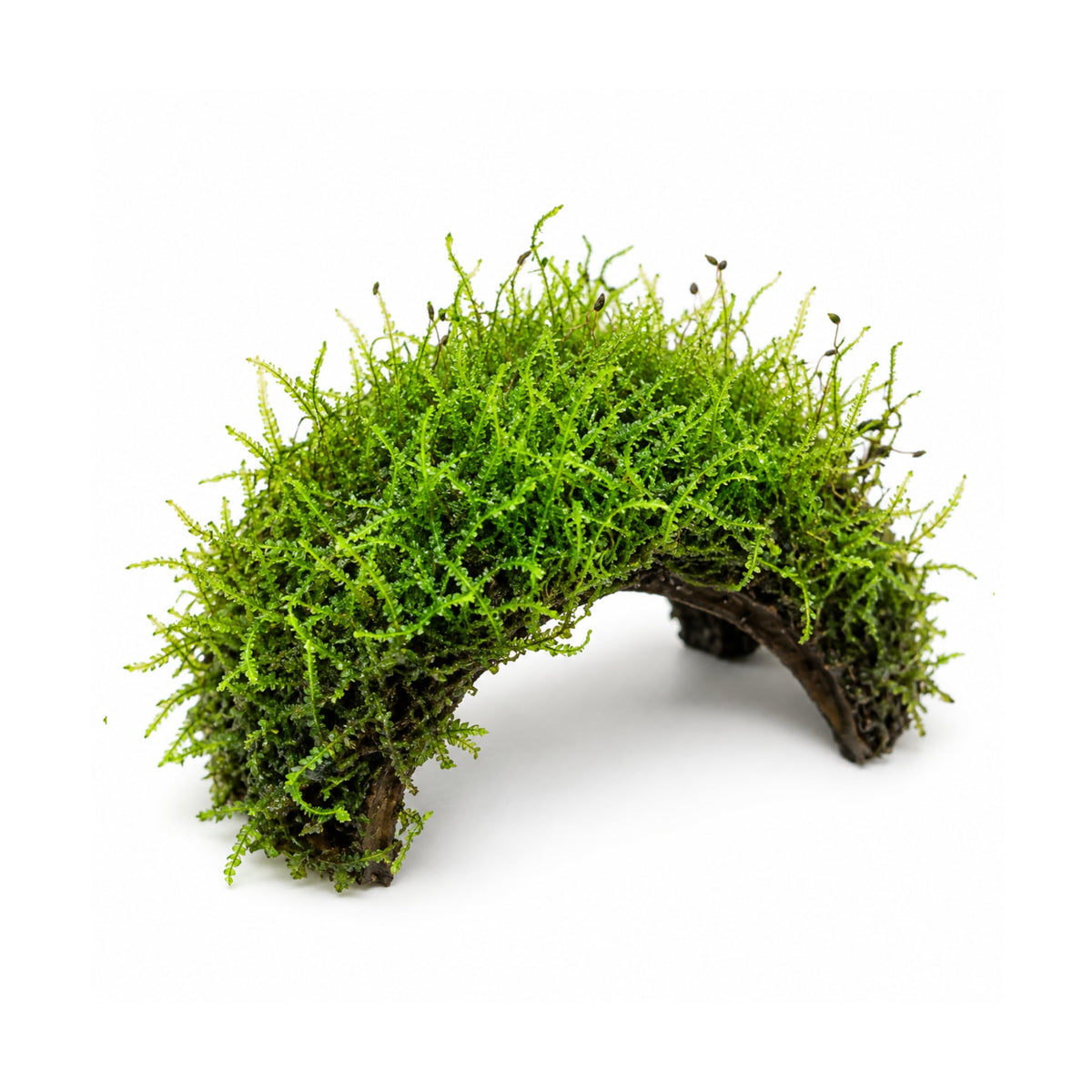 3 Hole Coconut with Moss - adds colour and shelter