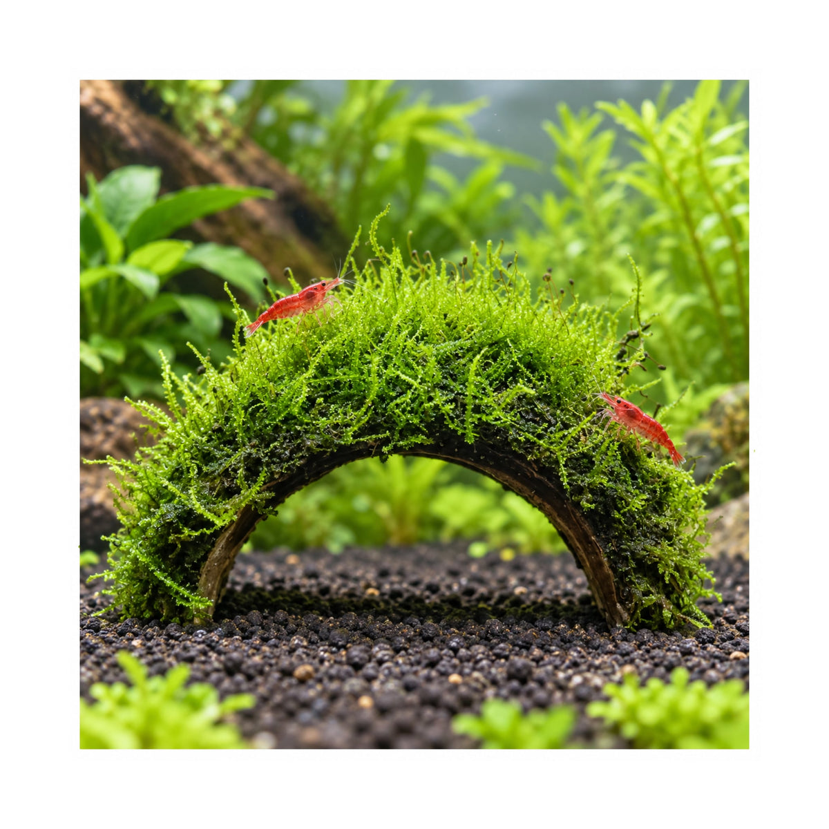 3 Hole Coconut with Moss - adds colour and shelter