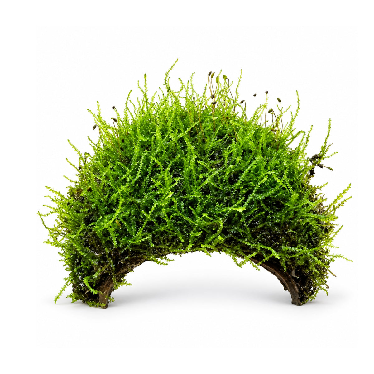 3 Hole Coconut with Moss - adds colour and shelter
