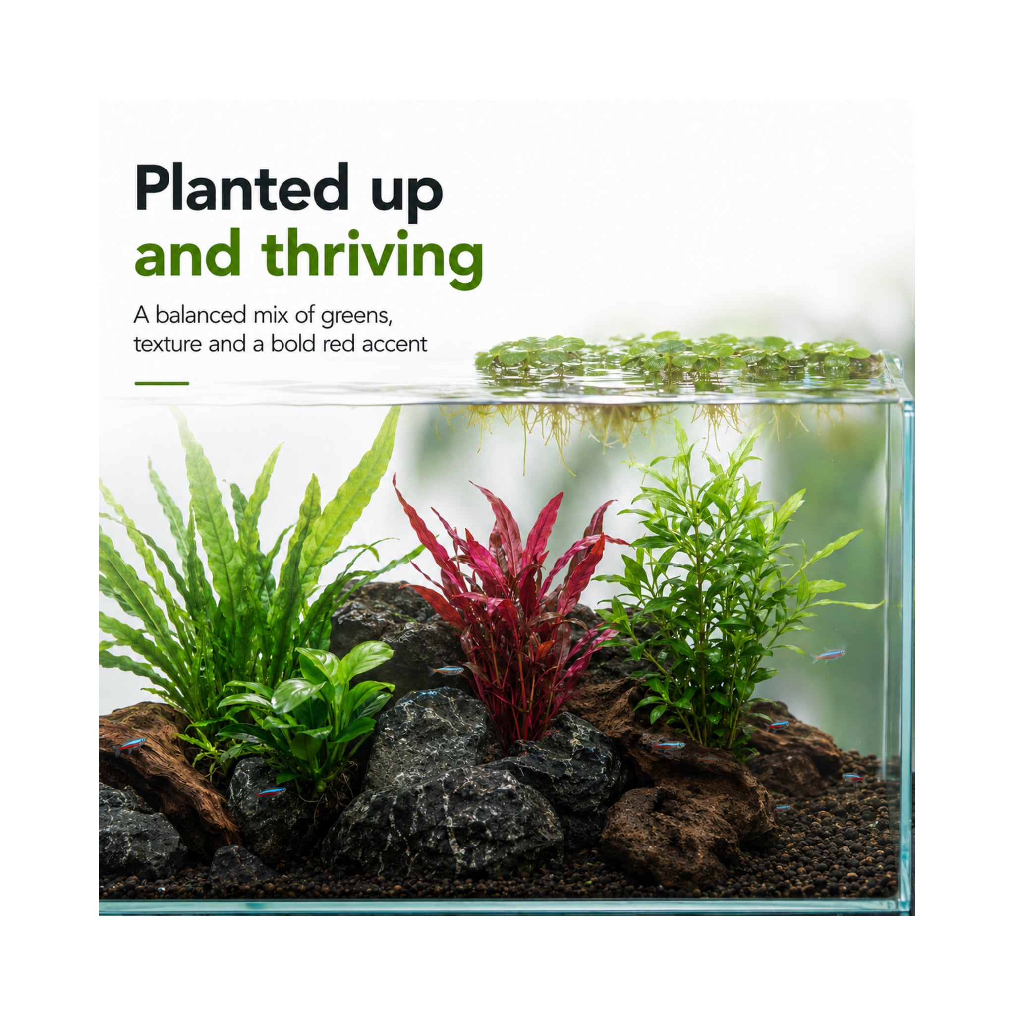Best Sellers Plant Box - 5 Easy Live Aquarium Plants