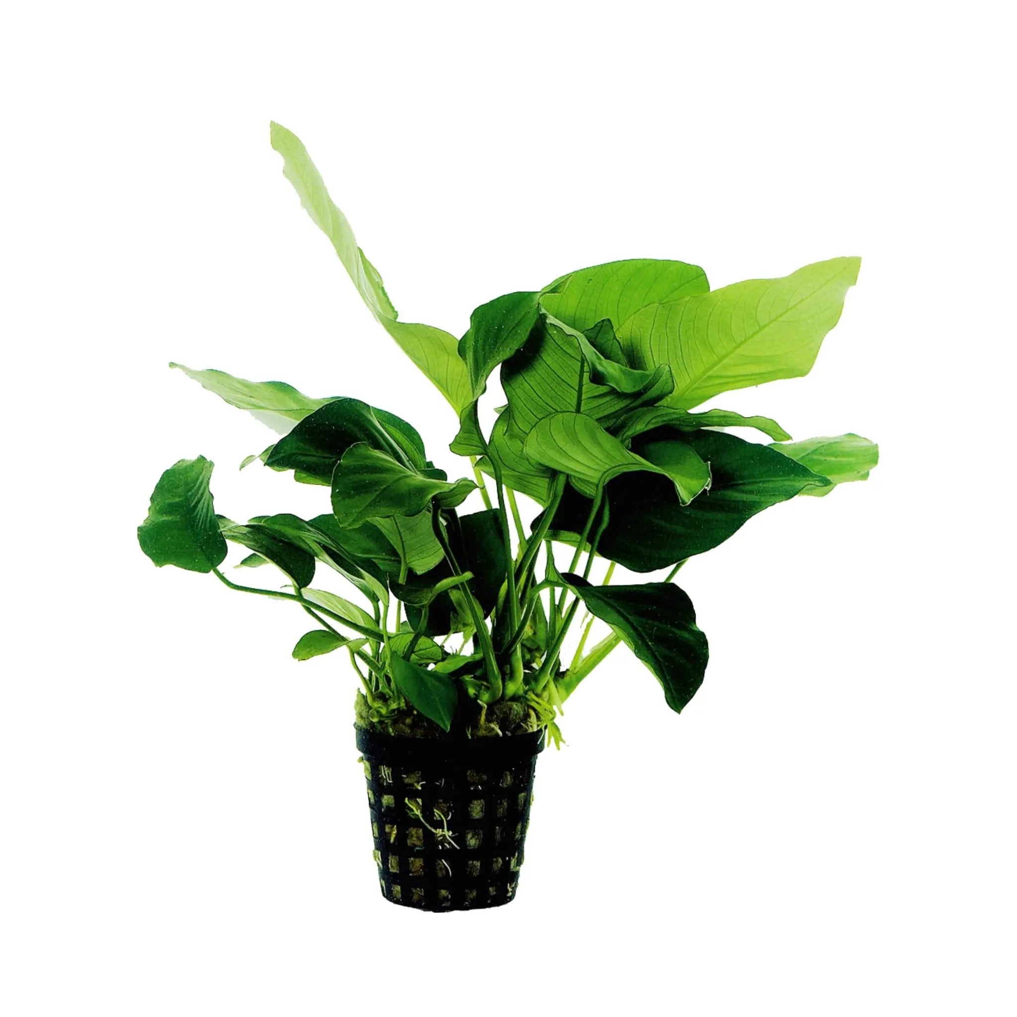 Anubias barteri var nana - Aqua Essentials