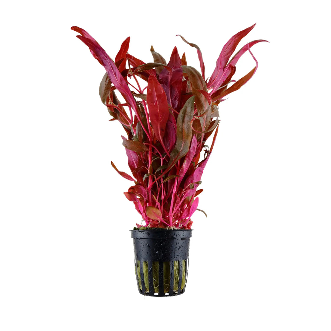 Alternanthera Reineckii Pink - Purple Red Aquarium Plant Tropica