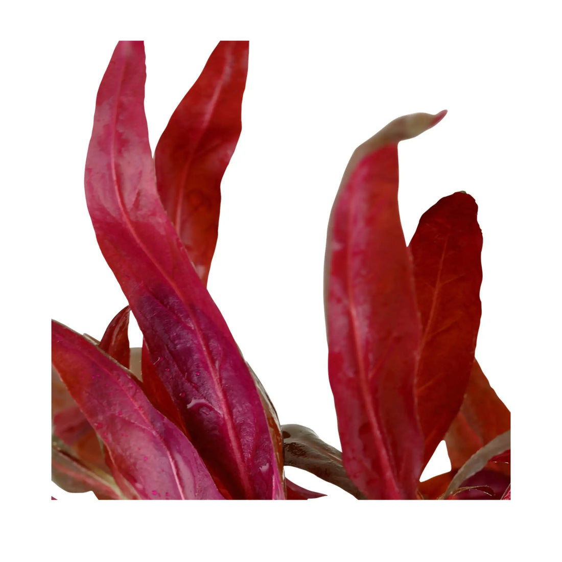 Alternanthera Reineckii Pink - Purple Red Aquarium Plant Tropica