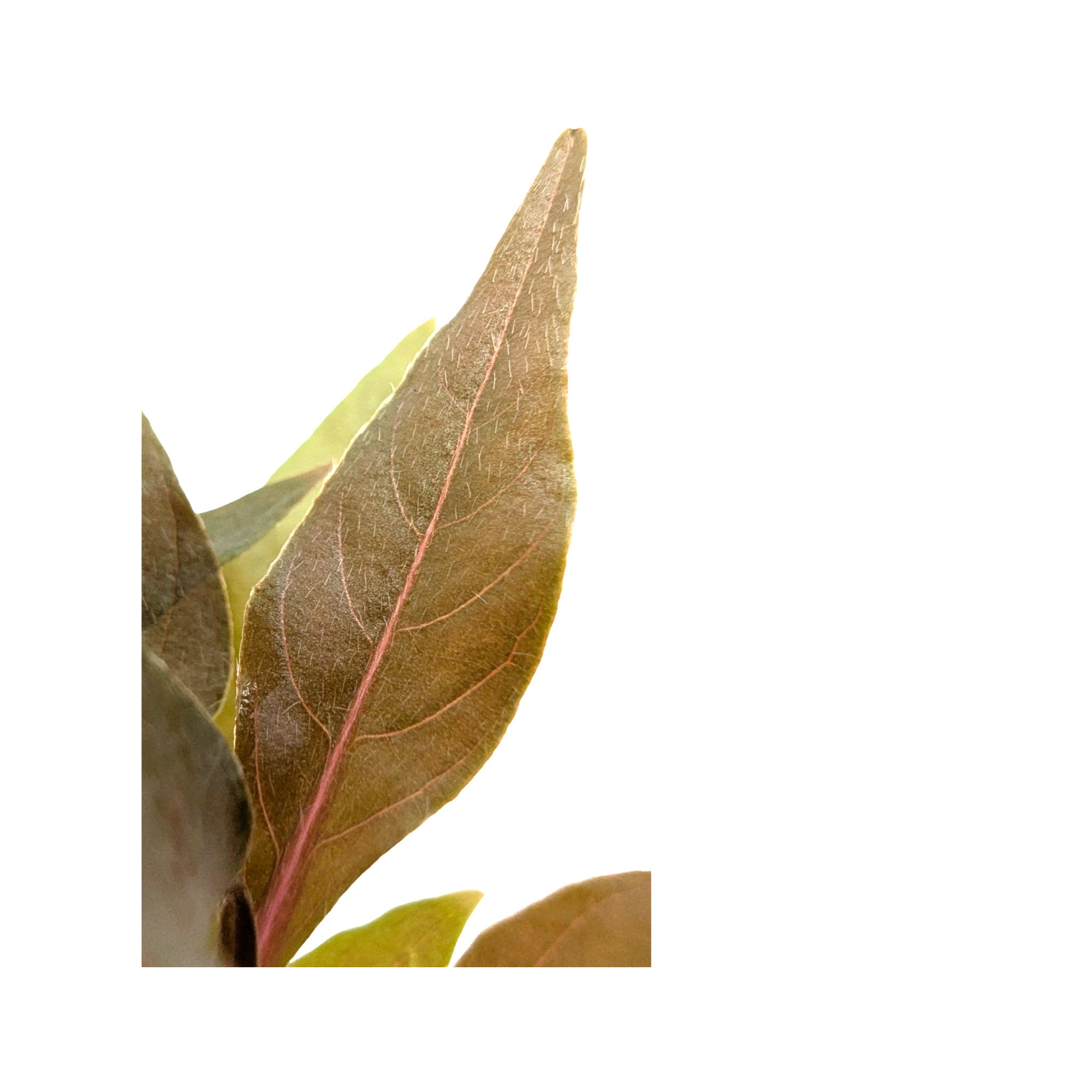 Alternanthera cardinalis