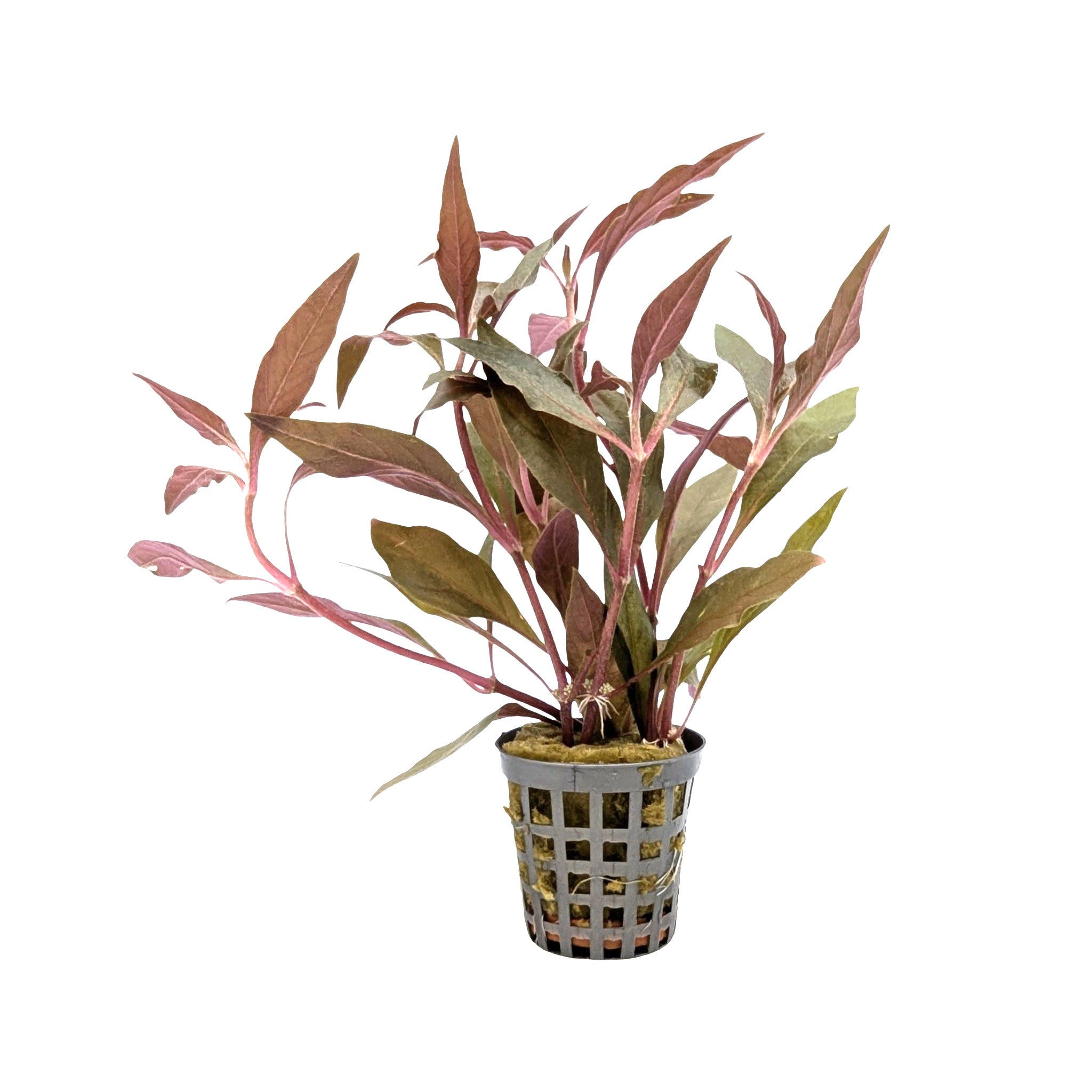 Alternanthera cardinalis