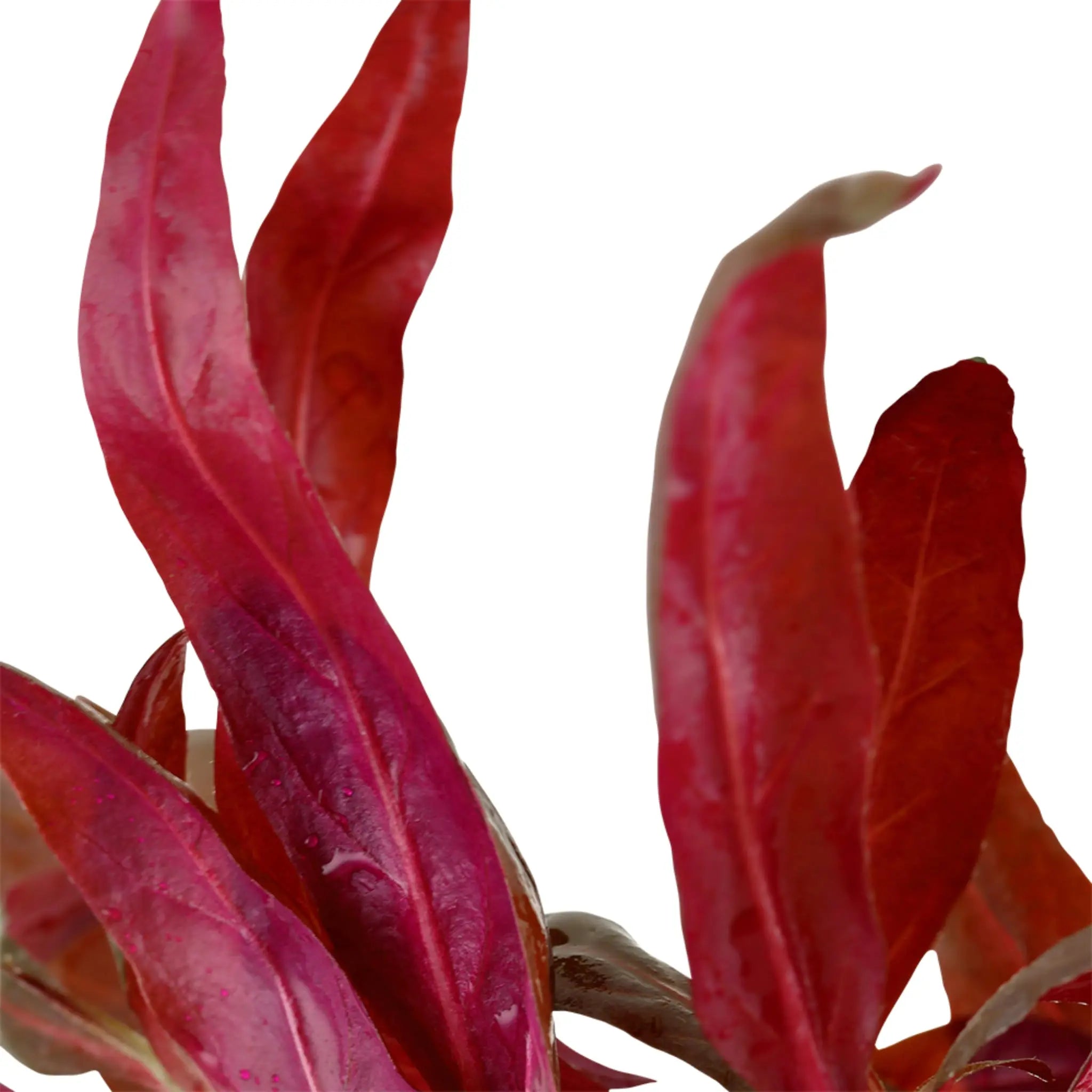 Alternanthera reineckii Pink - Aqua Essentials