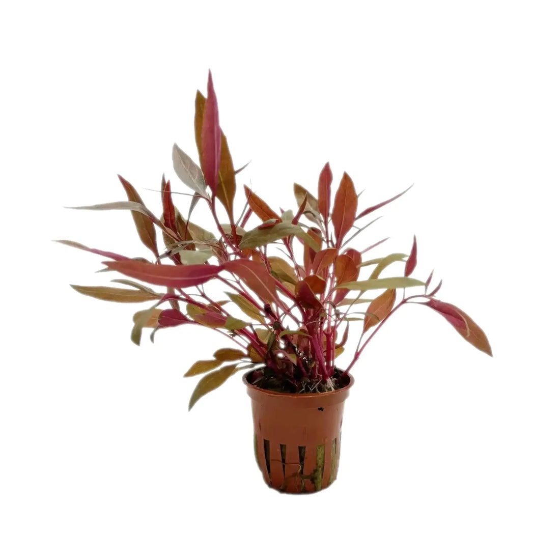 Alternanthera reineckii Pink Tropica