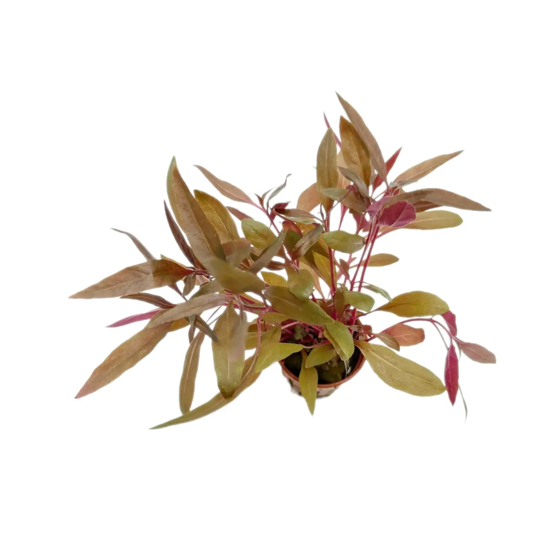 Alternanthera reineckii Pink Tropica