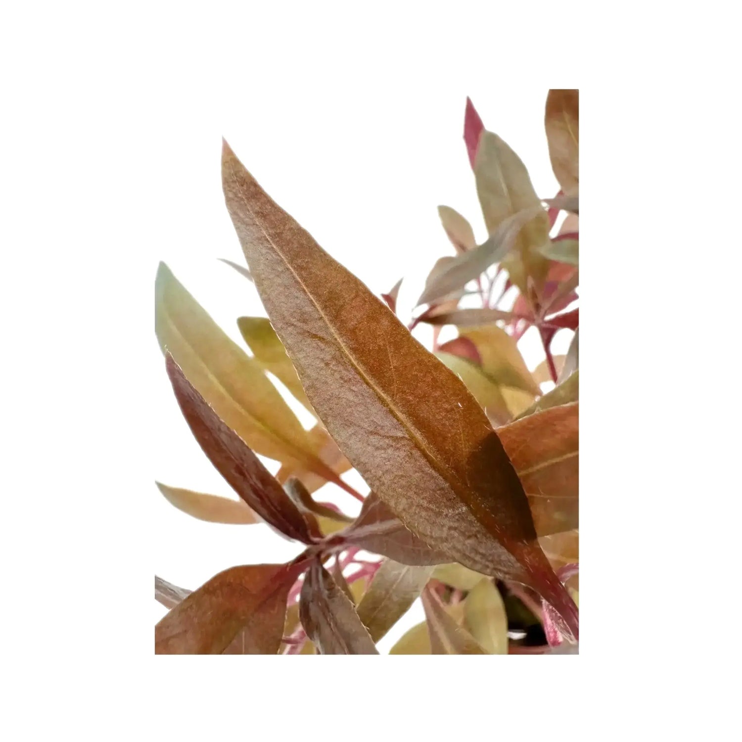Alternanthera reineckii Pink Tropica