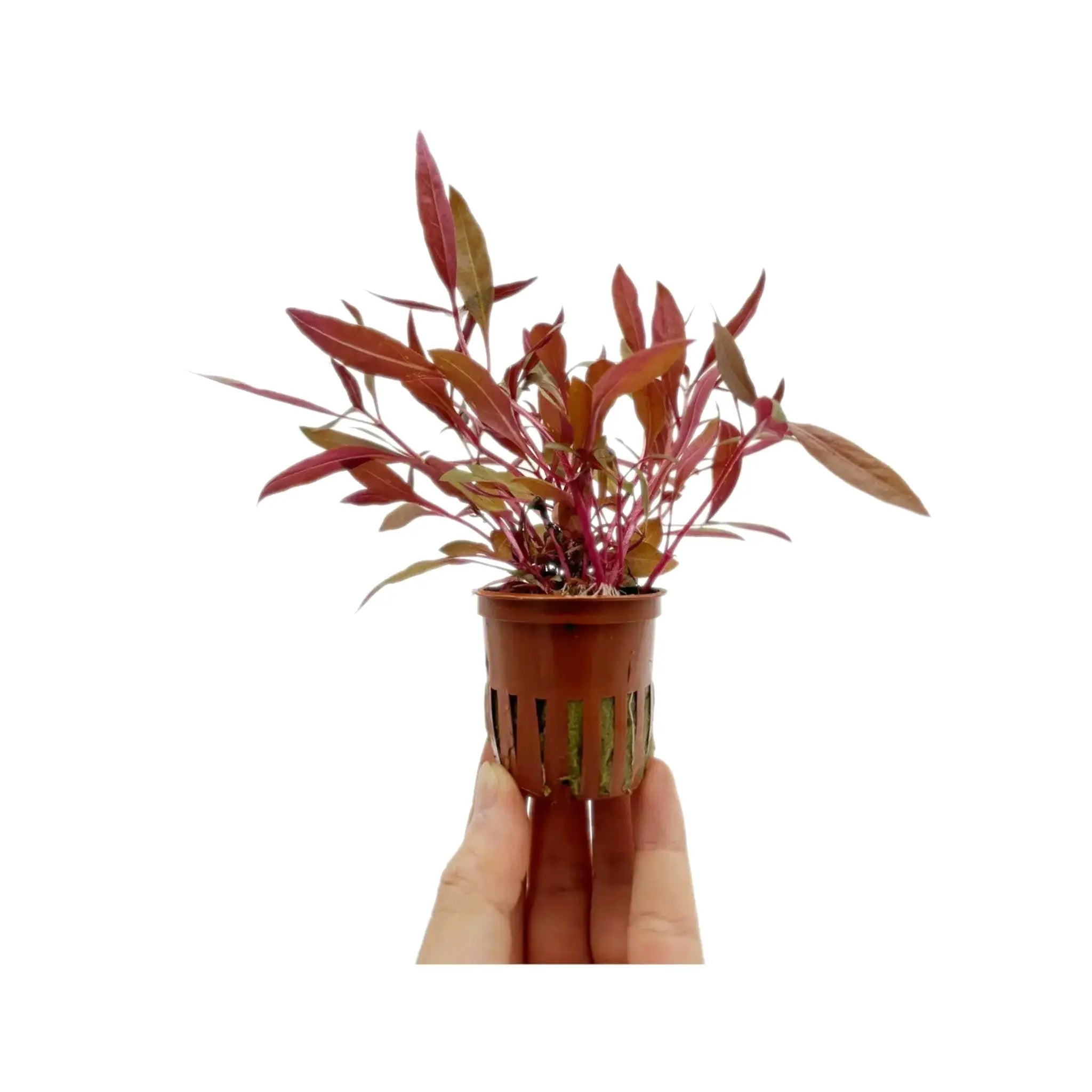 Alternanthera reineckii Pink Tropica