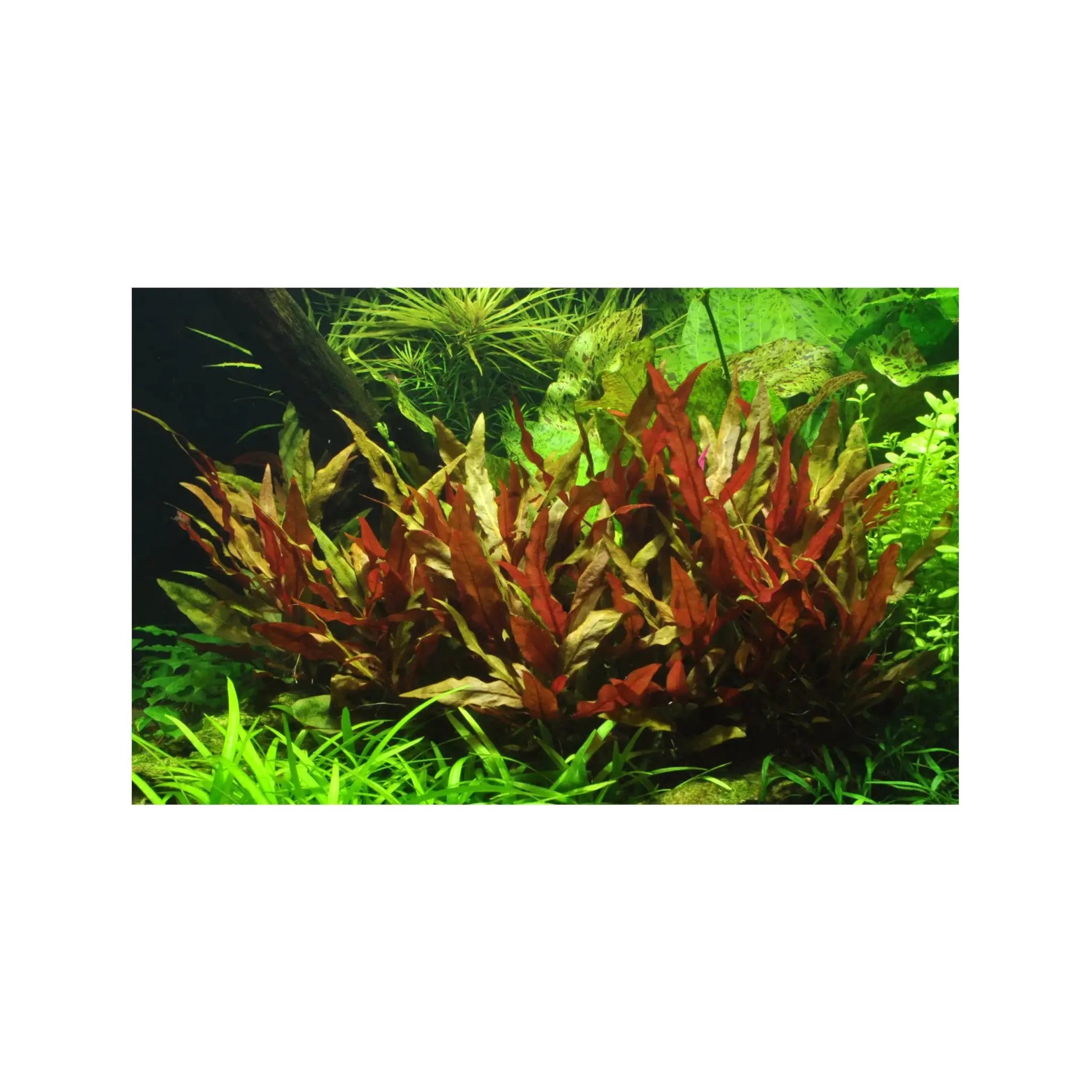 Alternanthera reineckii Pink Tropica