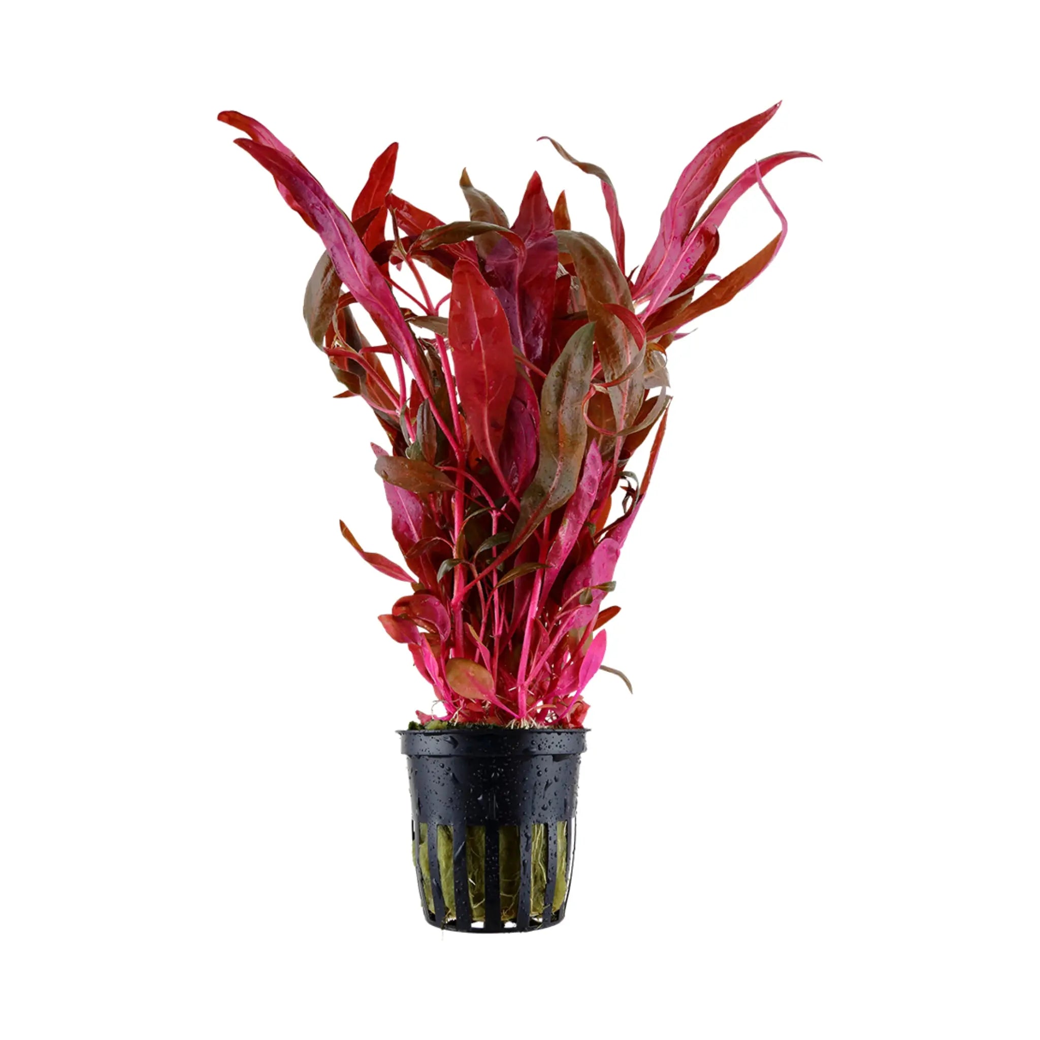 Alternanthera reineckii Pink - Aqua Essentials