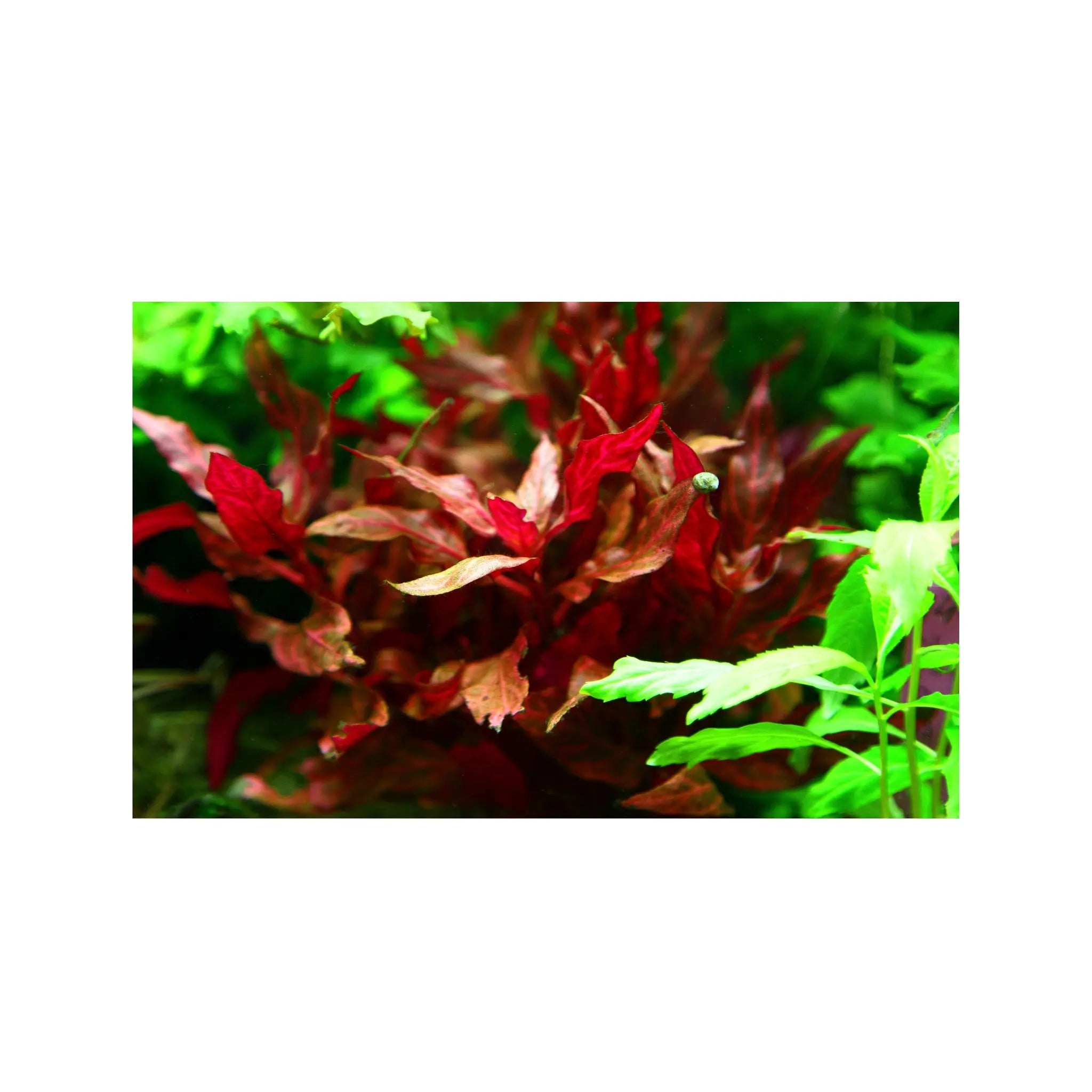 Alternanthera rosanervig Aqua Essentials