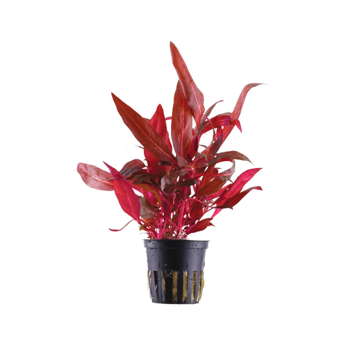 Alternanthera rosanervig Aqua Essentials