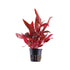 Alternanthera rosanervig Aqua Essentials