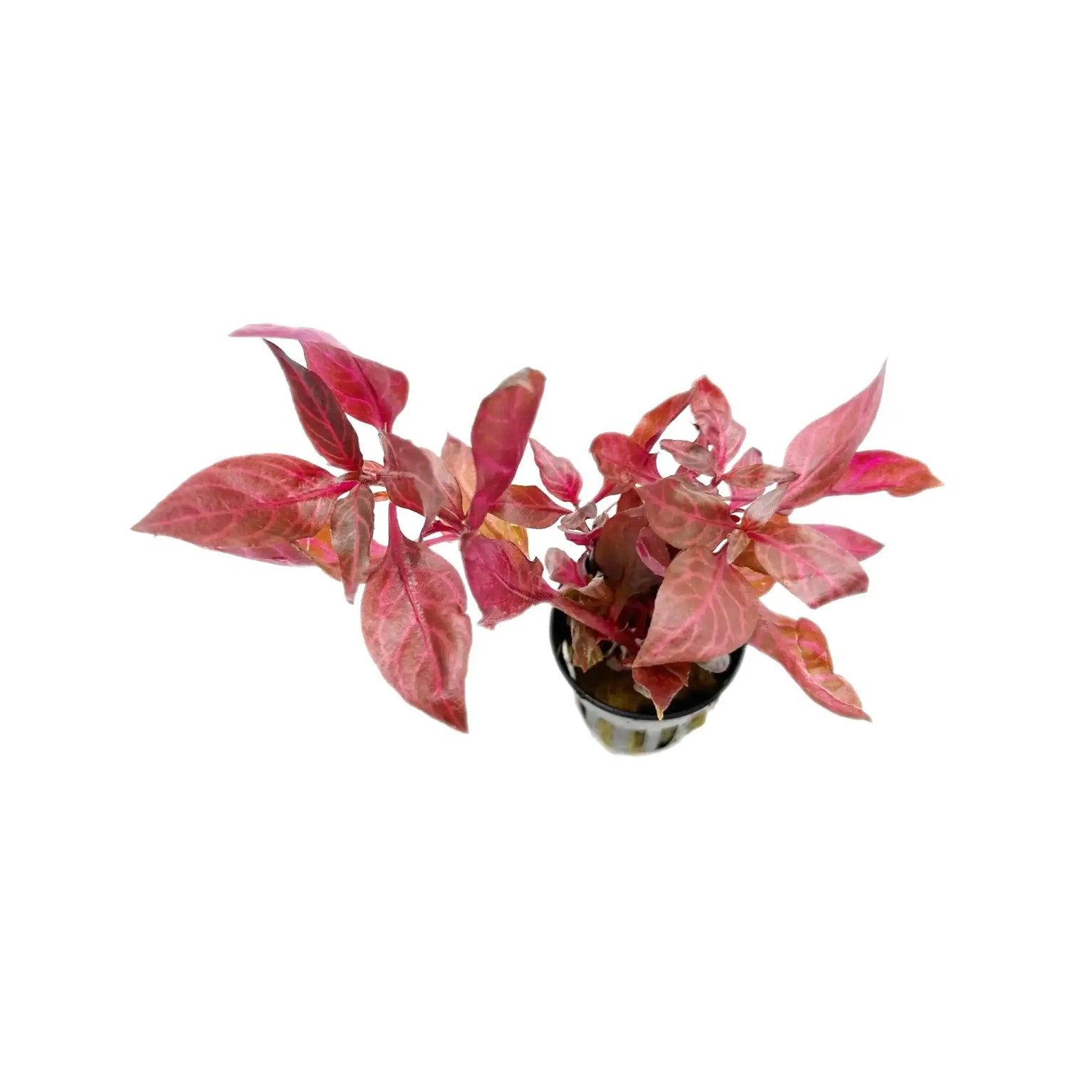 Alternanthera rosanervig Aqua Essentials