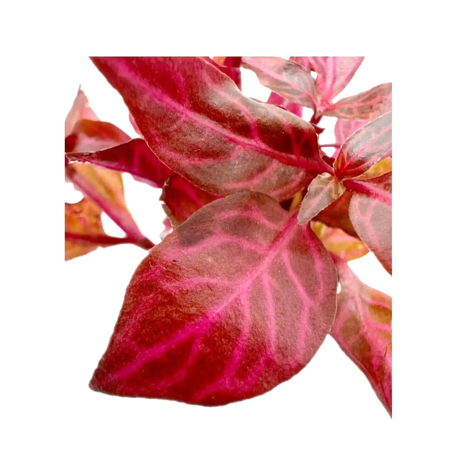 Alternanthera rosanervig Aqua Essentials