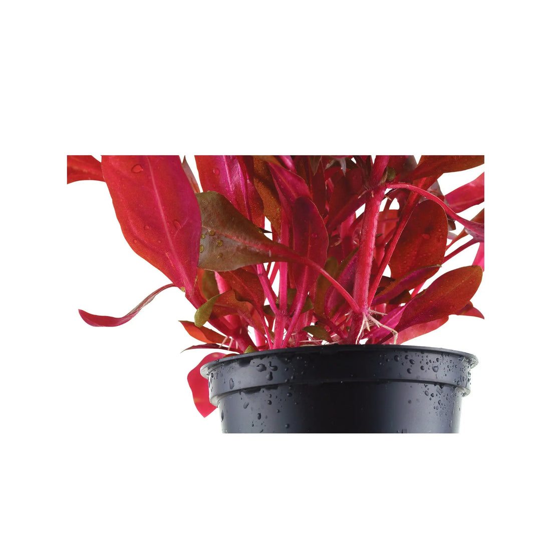 Alternanthera rosanervig Aqua Essentials