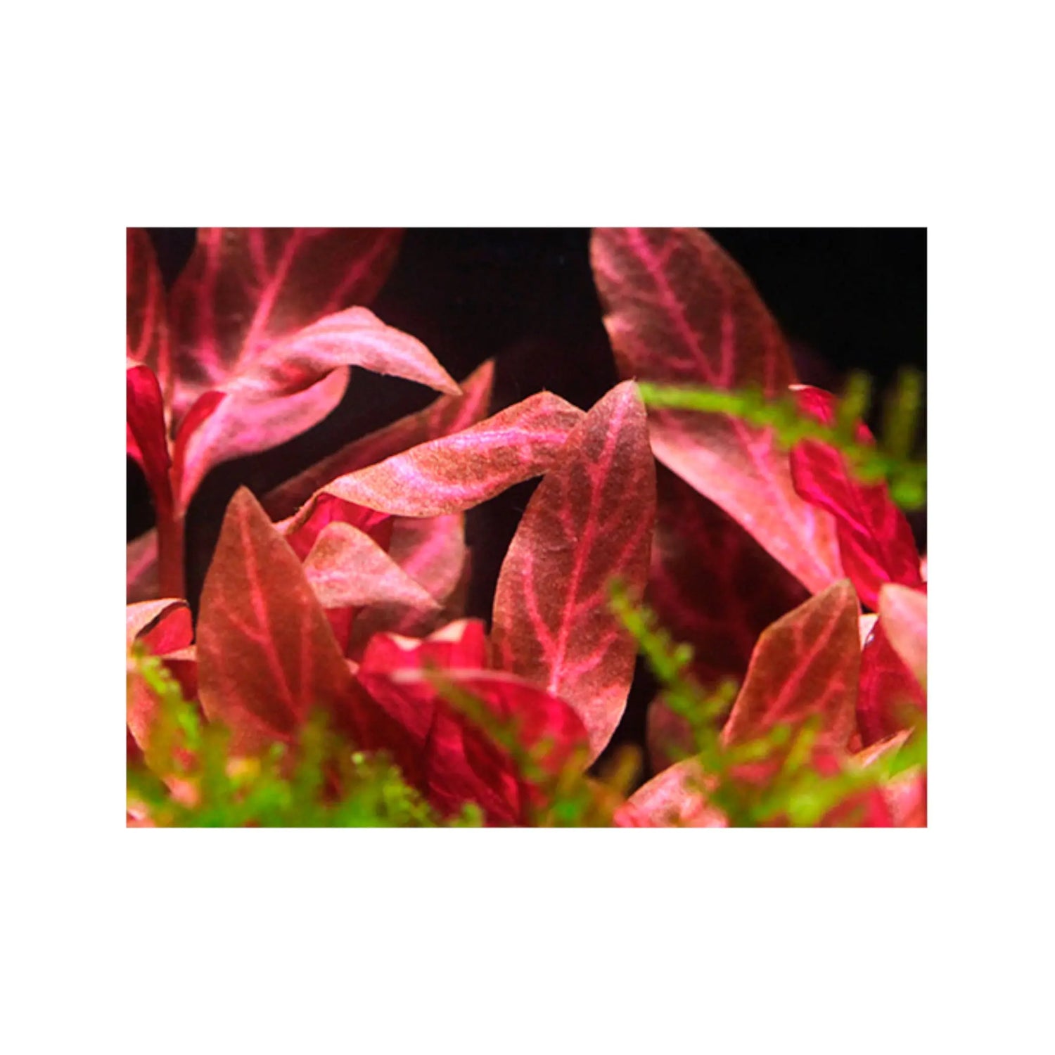 Alternanthera rosanervig Aqua Essentials