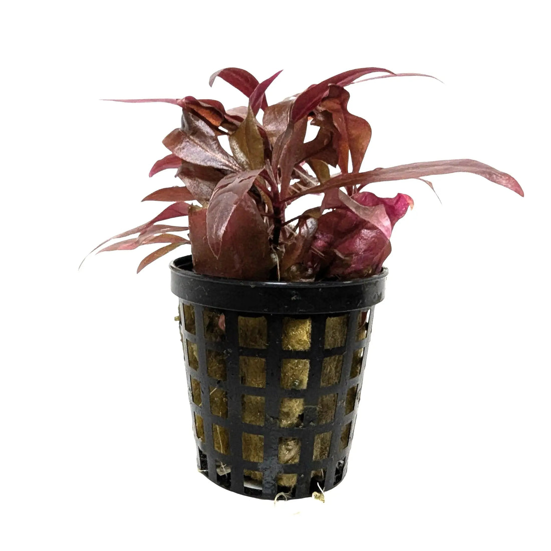 Alternathera reineckii Mini - Compact Red Aquarium Plant Aqua Essentials