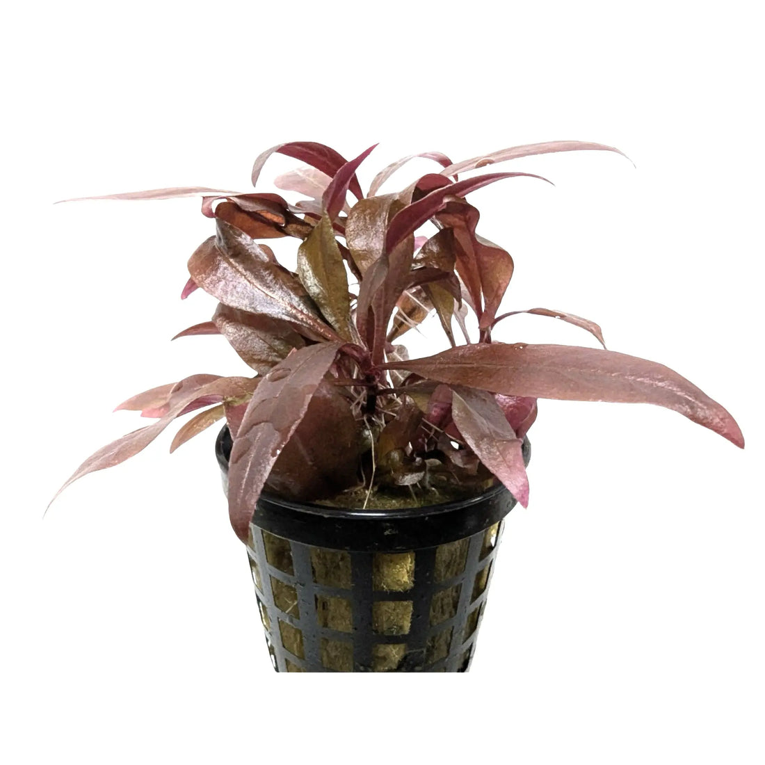 Alternathera reineckii Mini - Compact Red Aquarium Plant Aqua Essentials