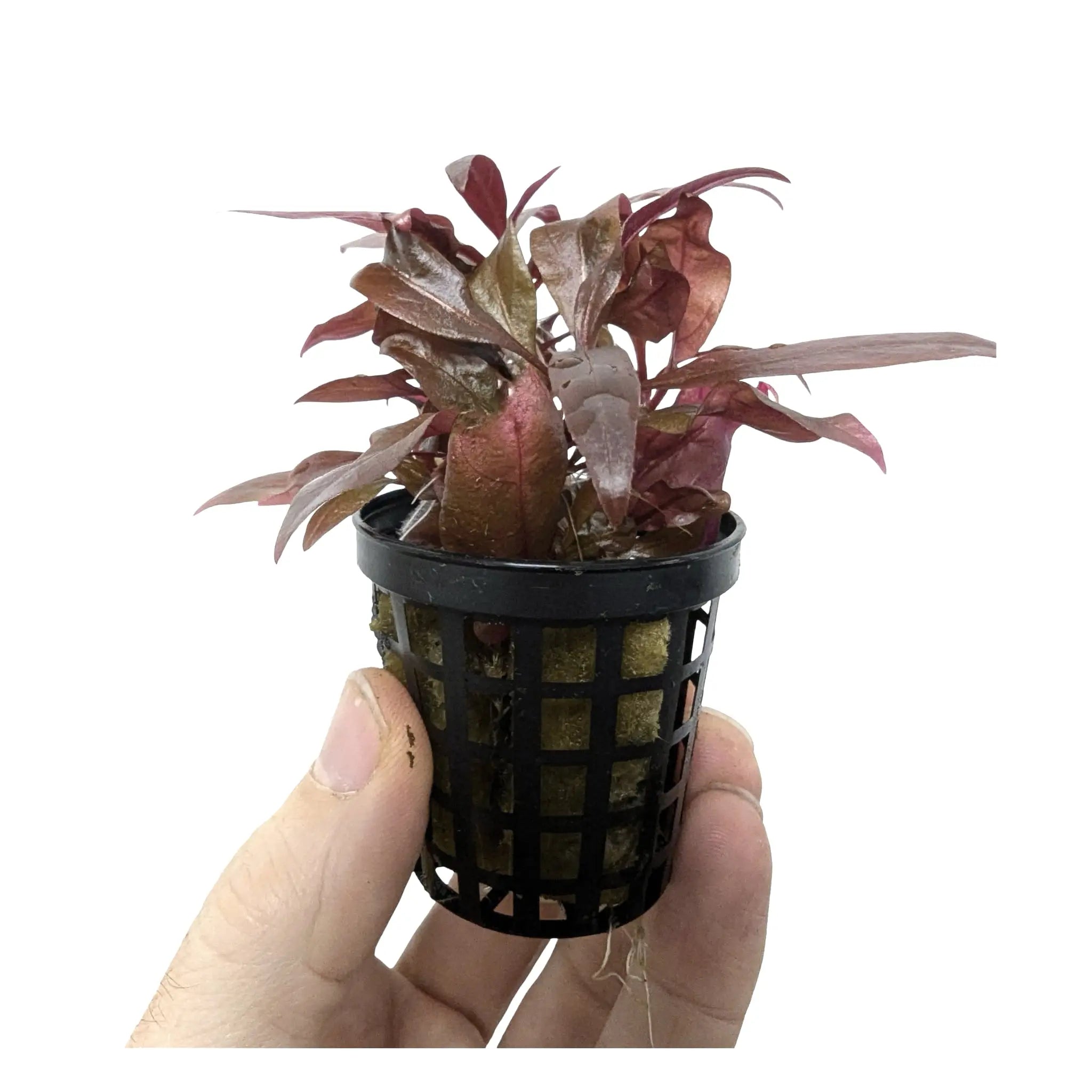 Alternathera reineckii Mini - Compact Red Aquarium Plant Aqua Essentials