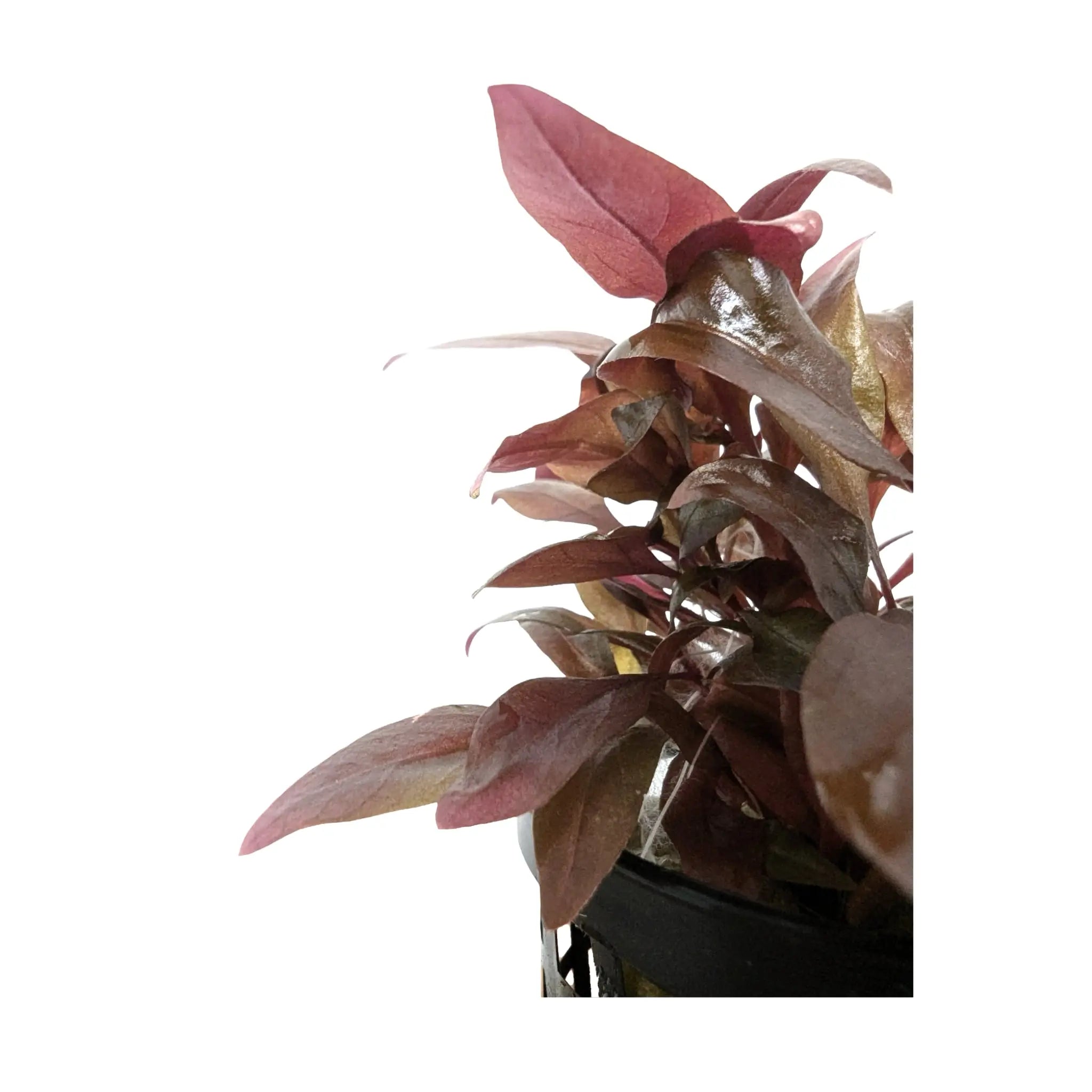 Alternathera reineckii Mini - Compact Red Aquarium Plant Aqua Essentials