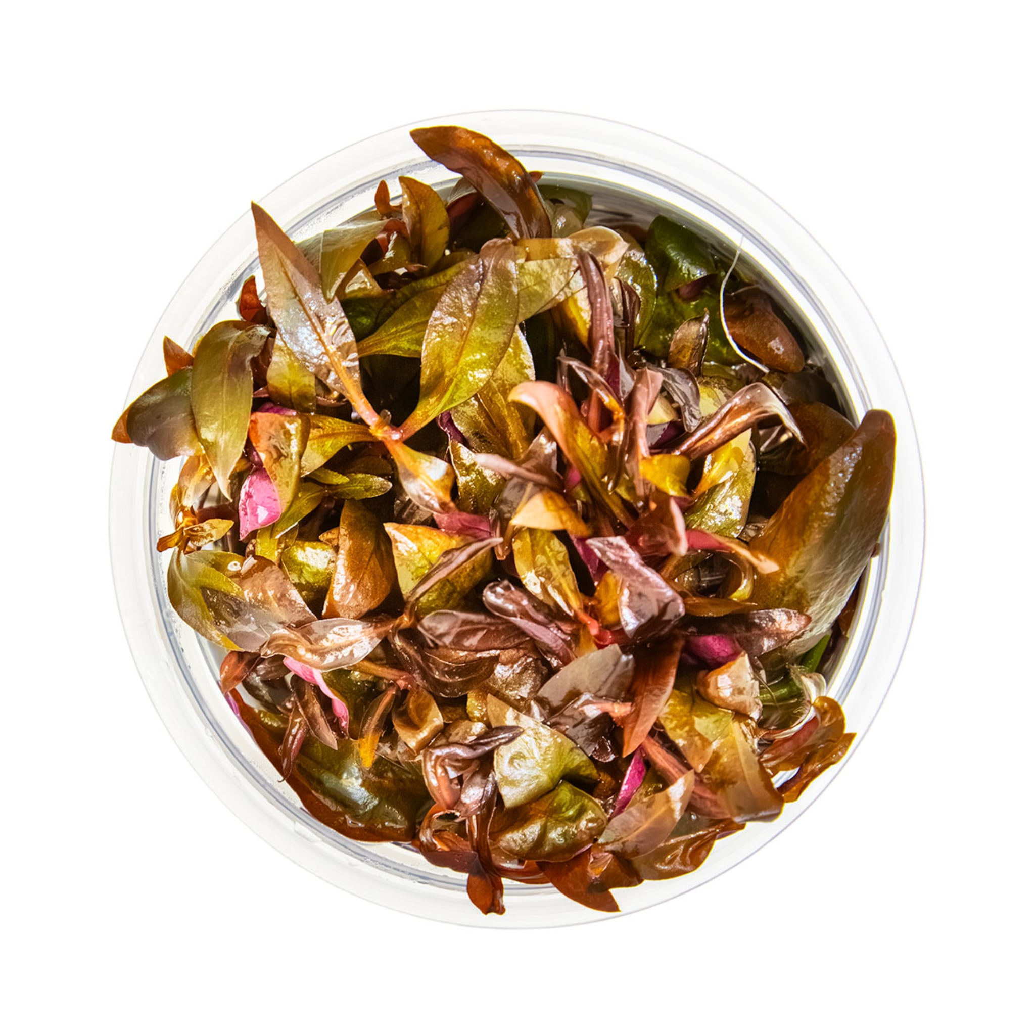 Tropica Alternathera reineckii Mini 1-2-GROW