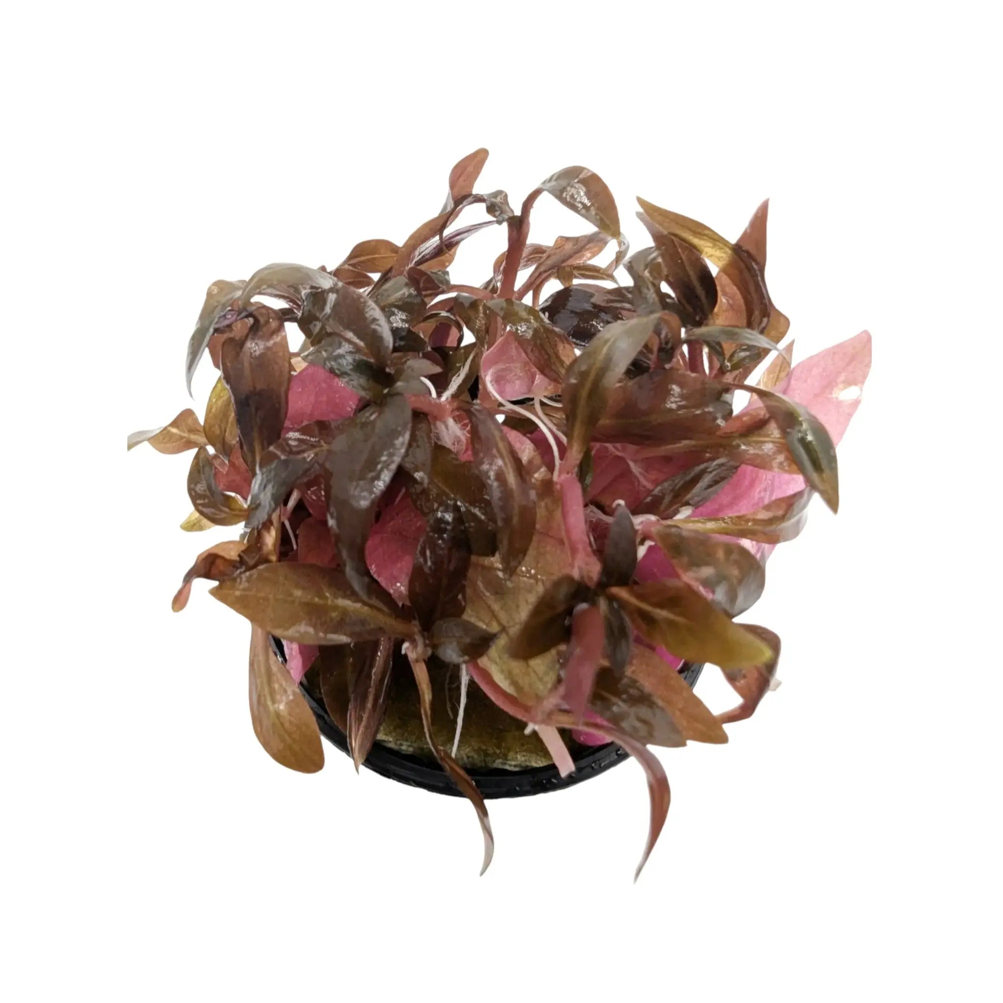 Alternathera roseafolia Mini Aqua Essentials