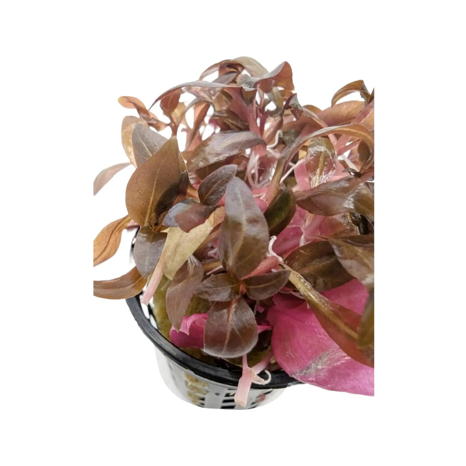 Alternathera roseafolia Mini Aqua Essentials