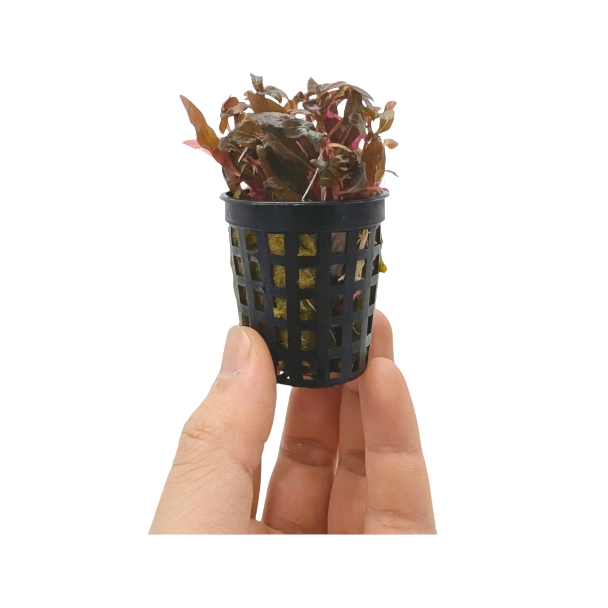 Alternathera roseafolia Mini Aqua Essentials