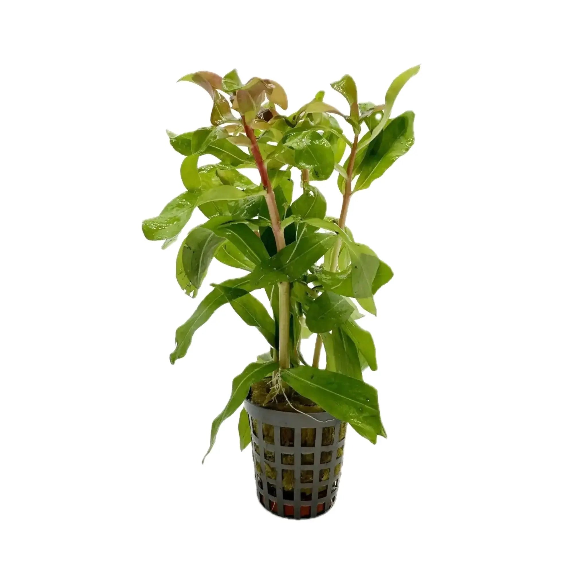 Ammania gracilis Aquafleur