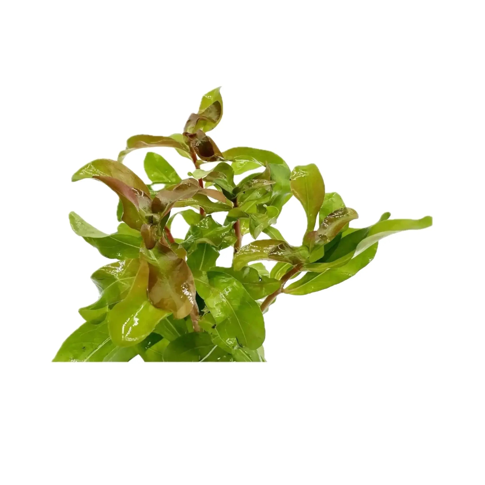 Ammania gracilis Aquafleur