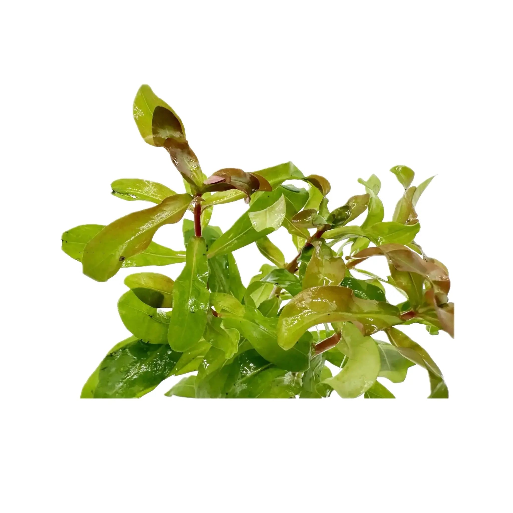 Ammania gracilis Aquafleur